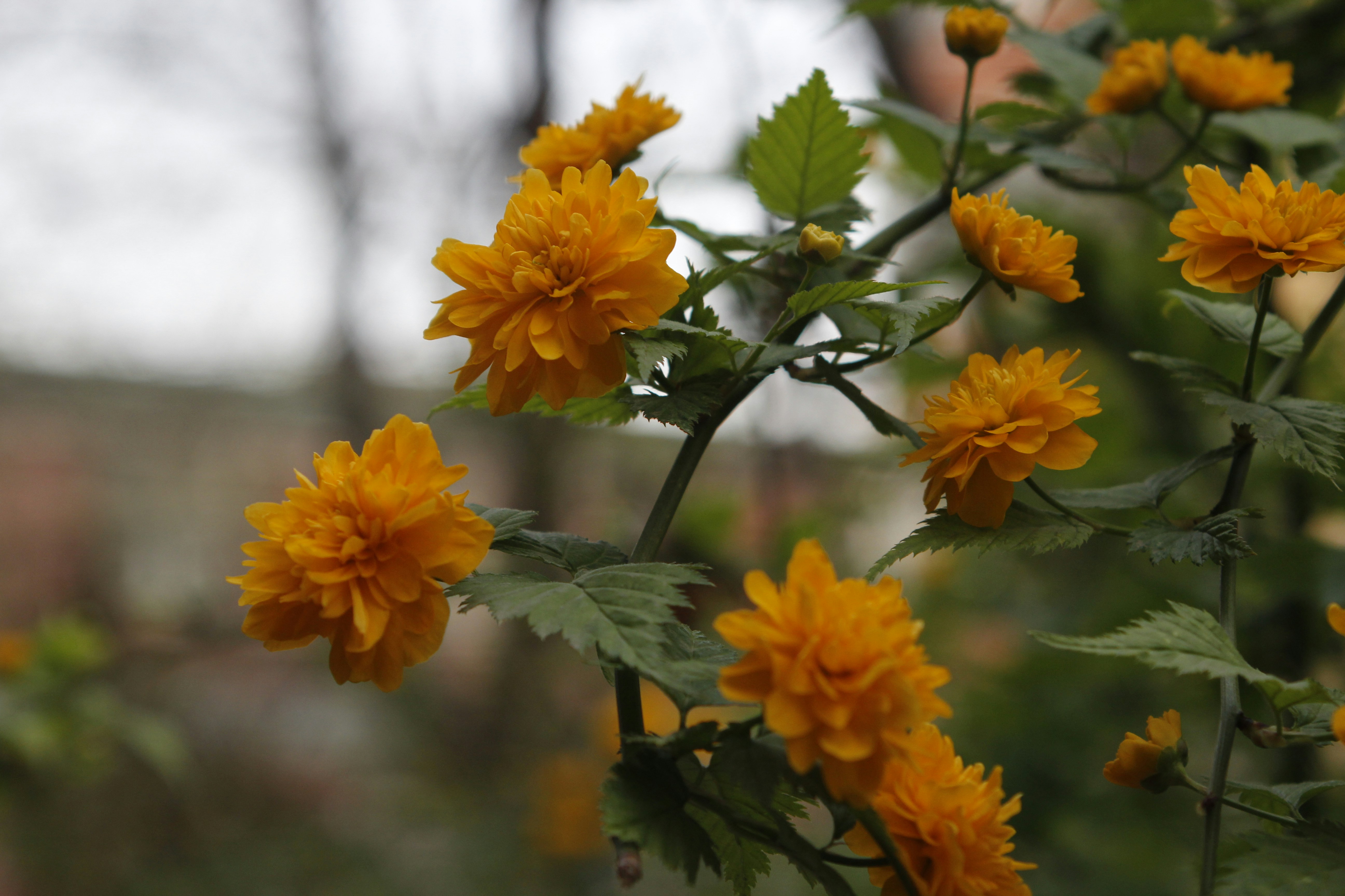 Photo by boc747