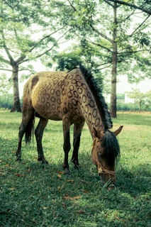 Appalooser Horse for sale