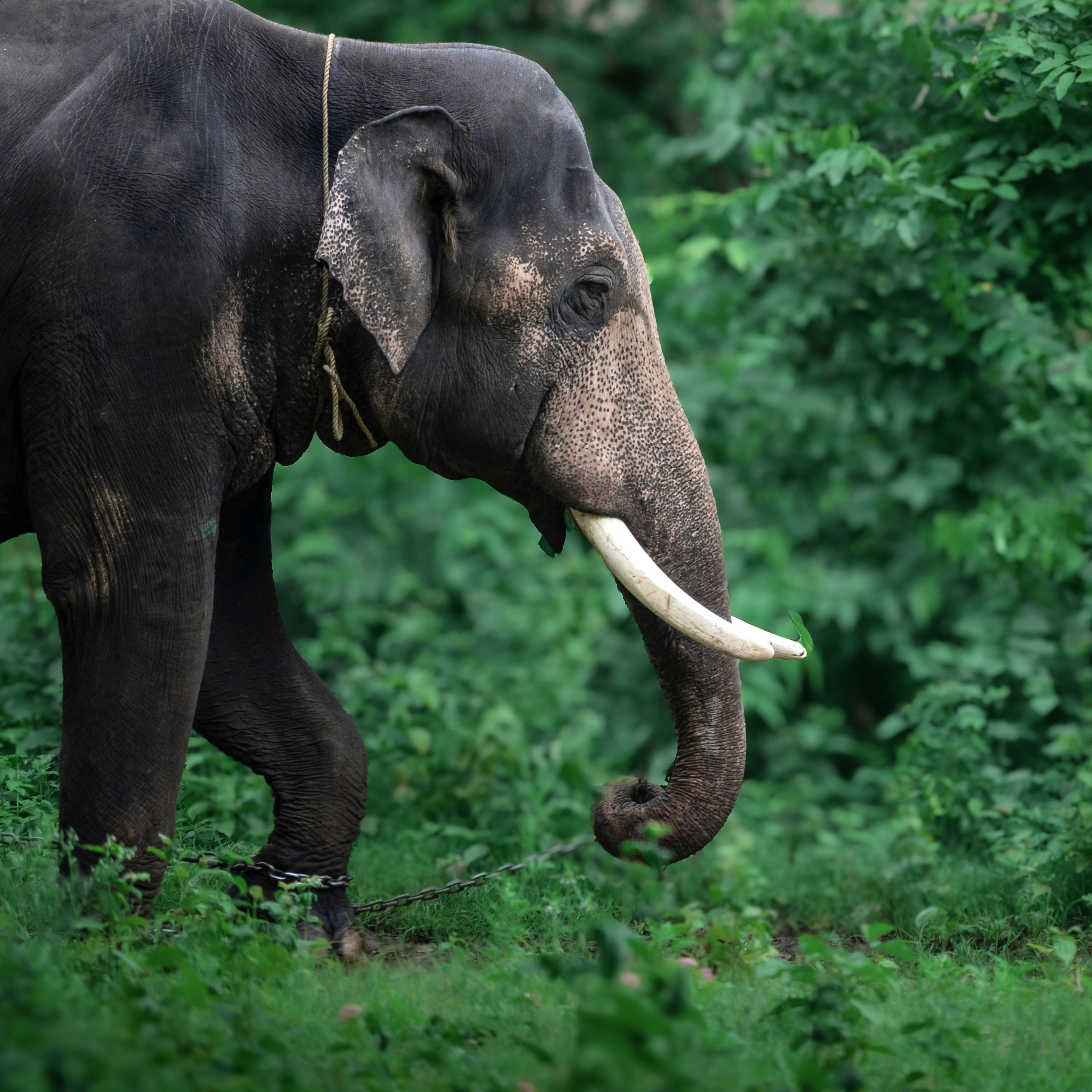 A majestic elephant strides through the lush greenery.