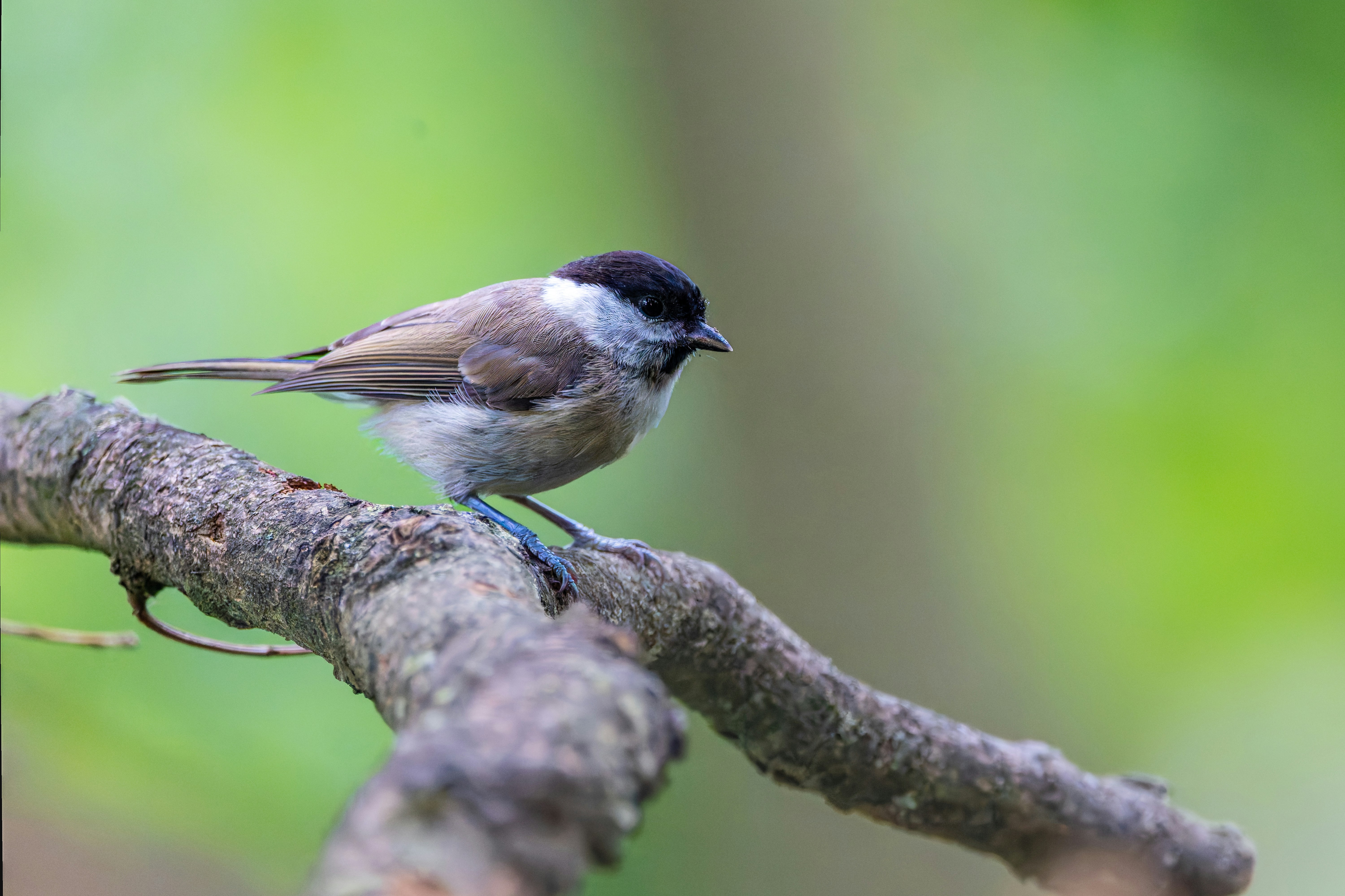 Photo by siegfriedpoepperl