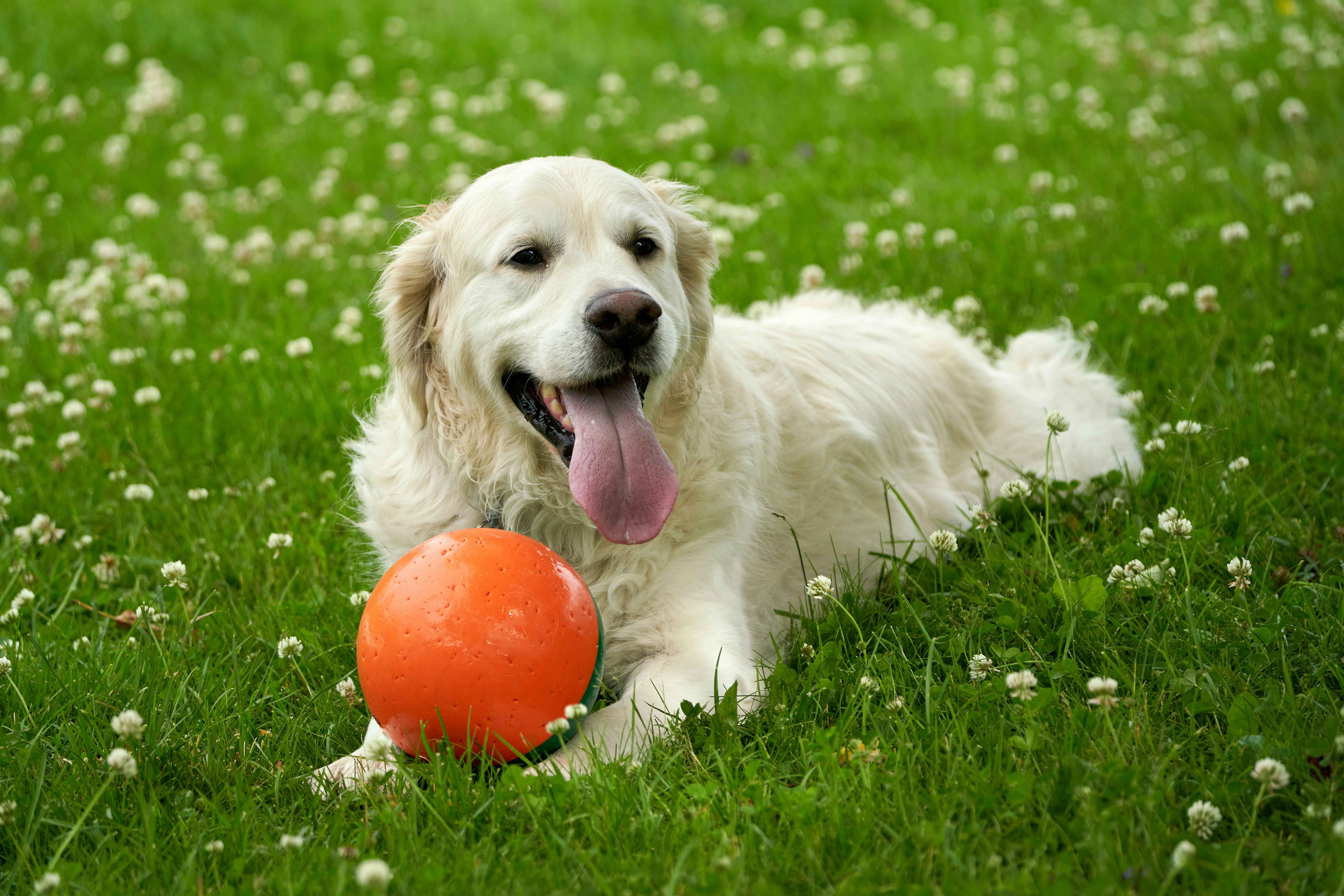 Photo by davotibarna