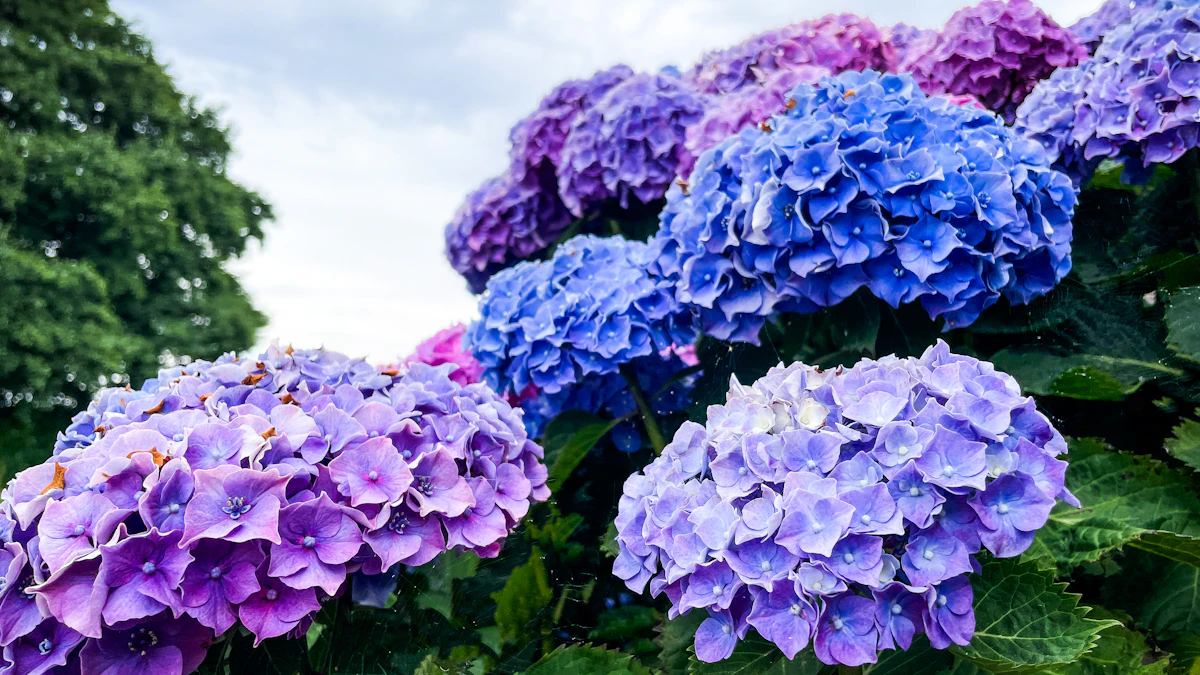 Beautiful purple and blue hydrangeas bloom in a garden