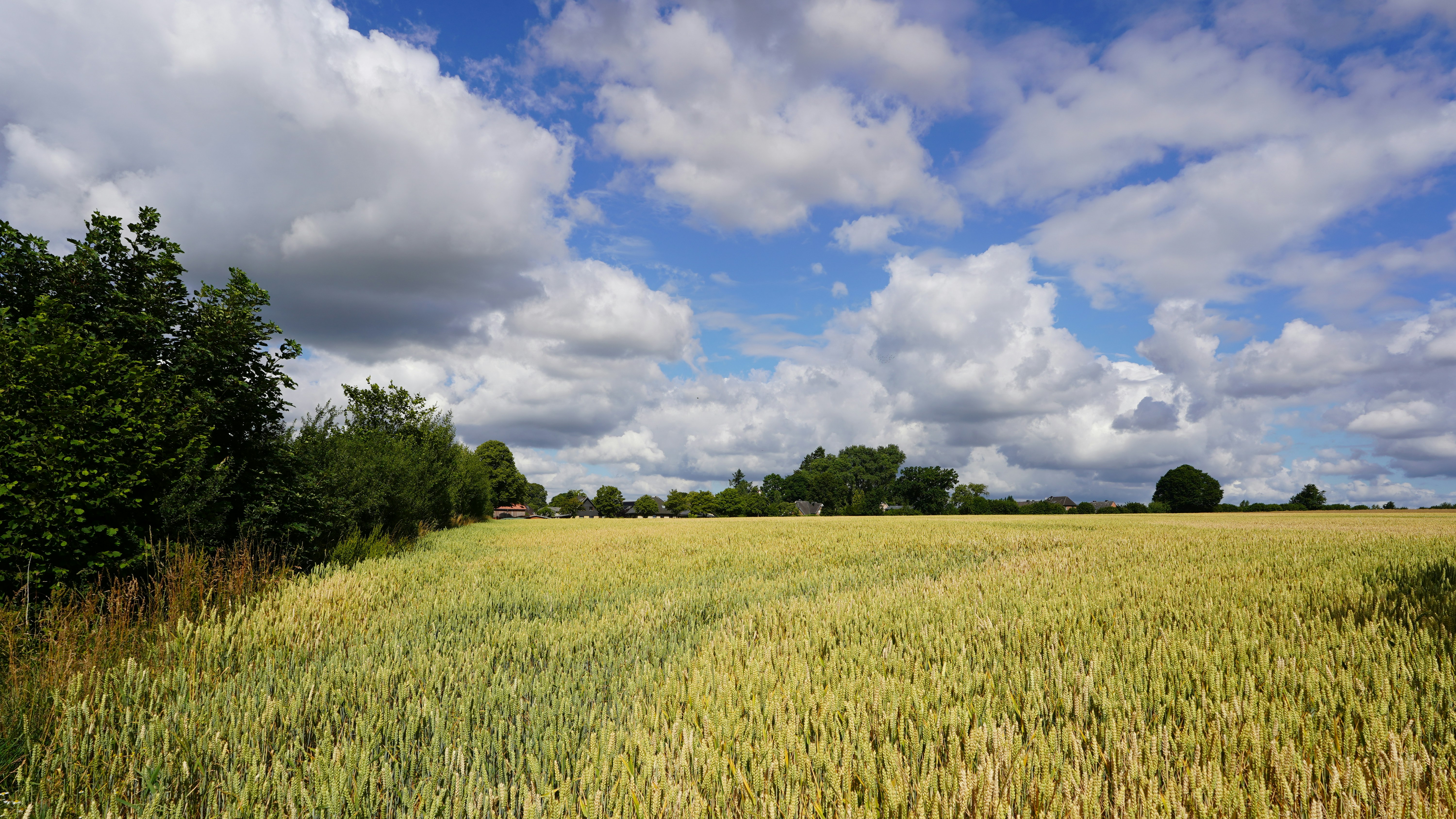 A field of grain under a cloudy sky.
