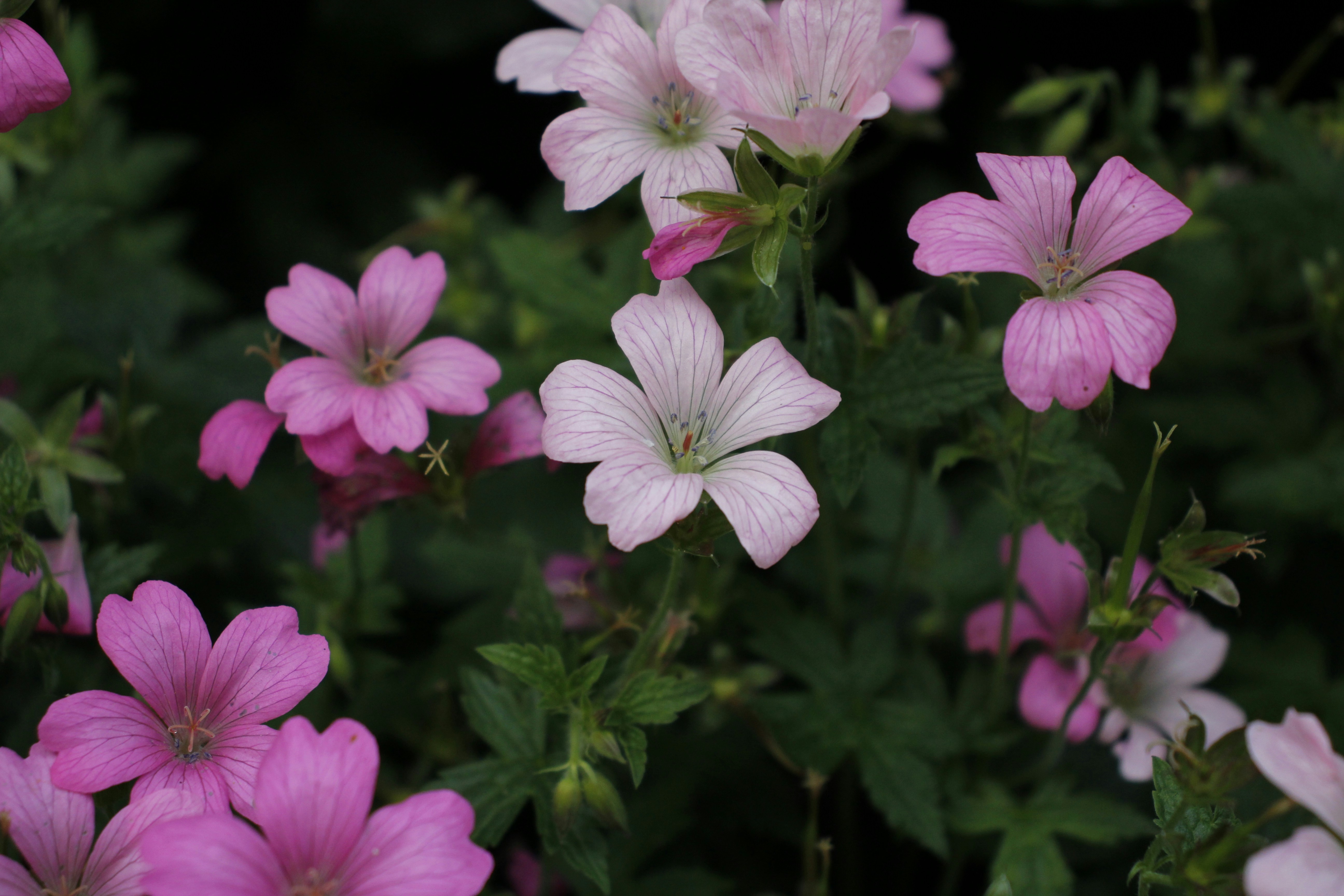 Photo by bloominghyacinth