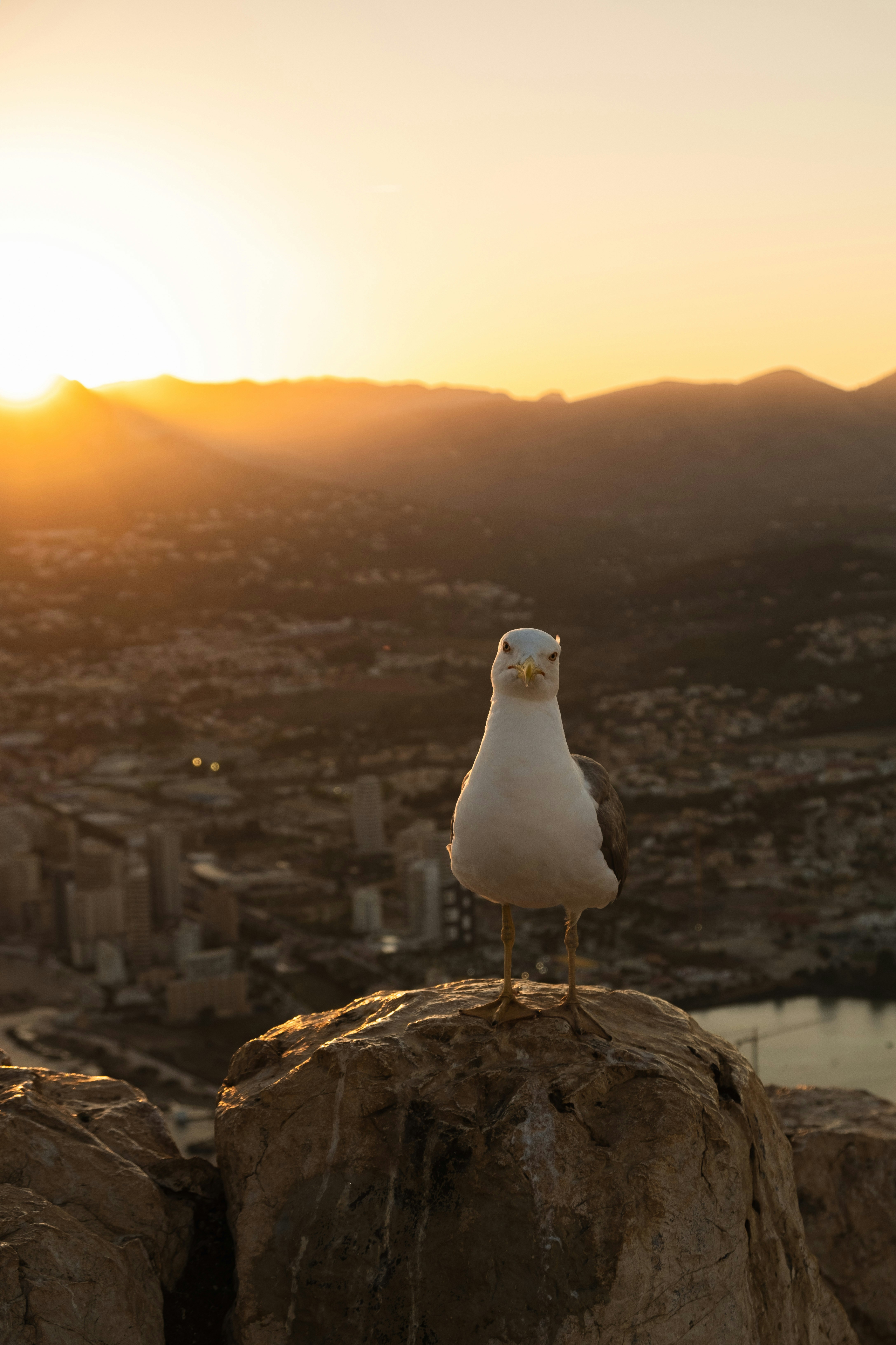 A seagull poses atop a rock during sunset.