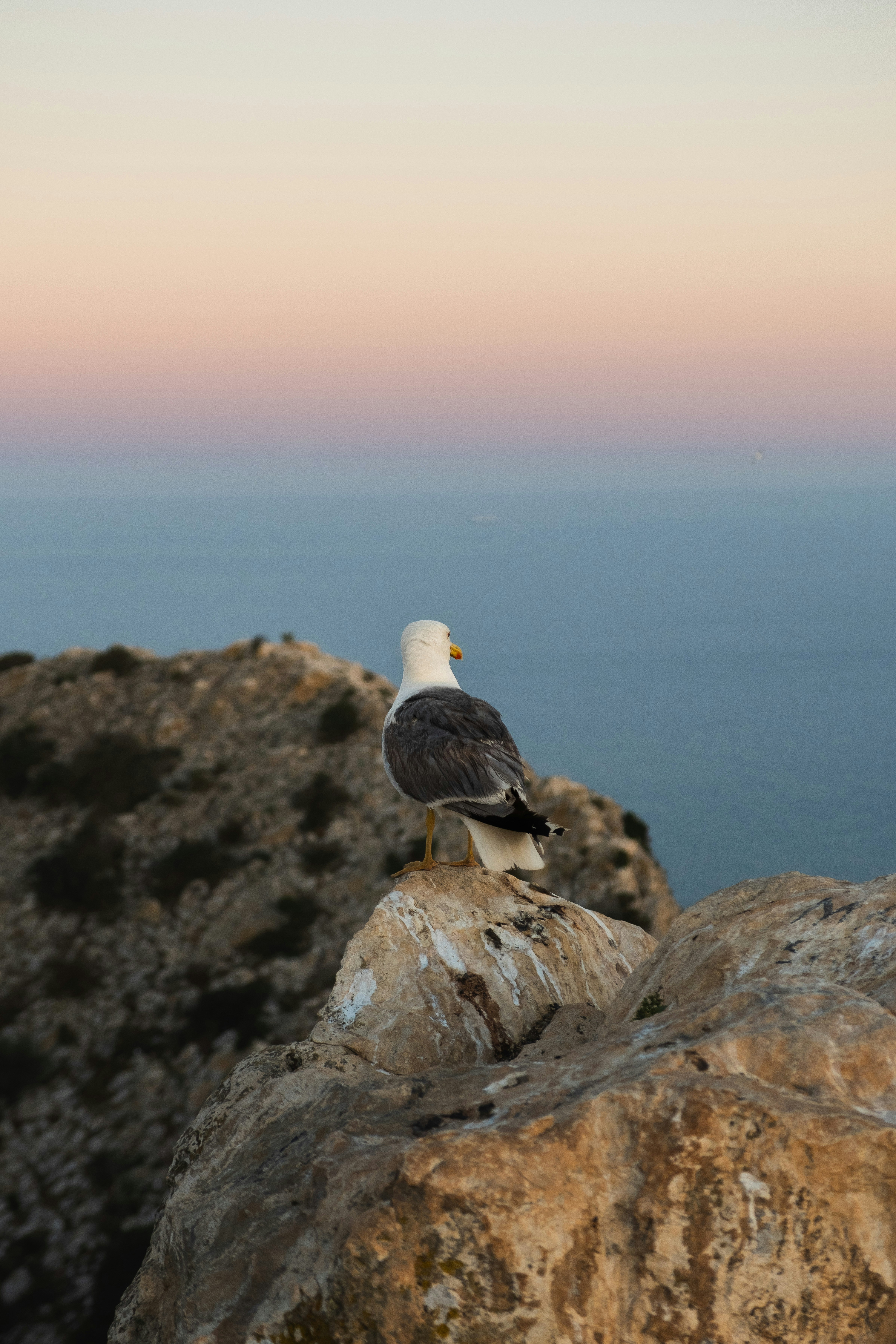 A seagull observes the ocean at sunset.