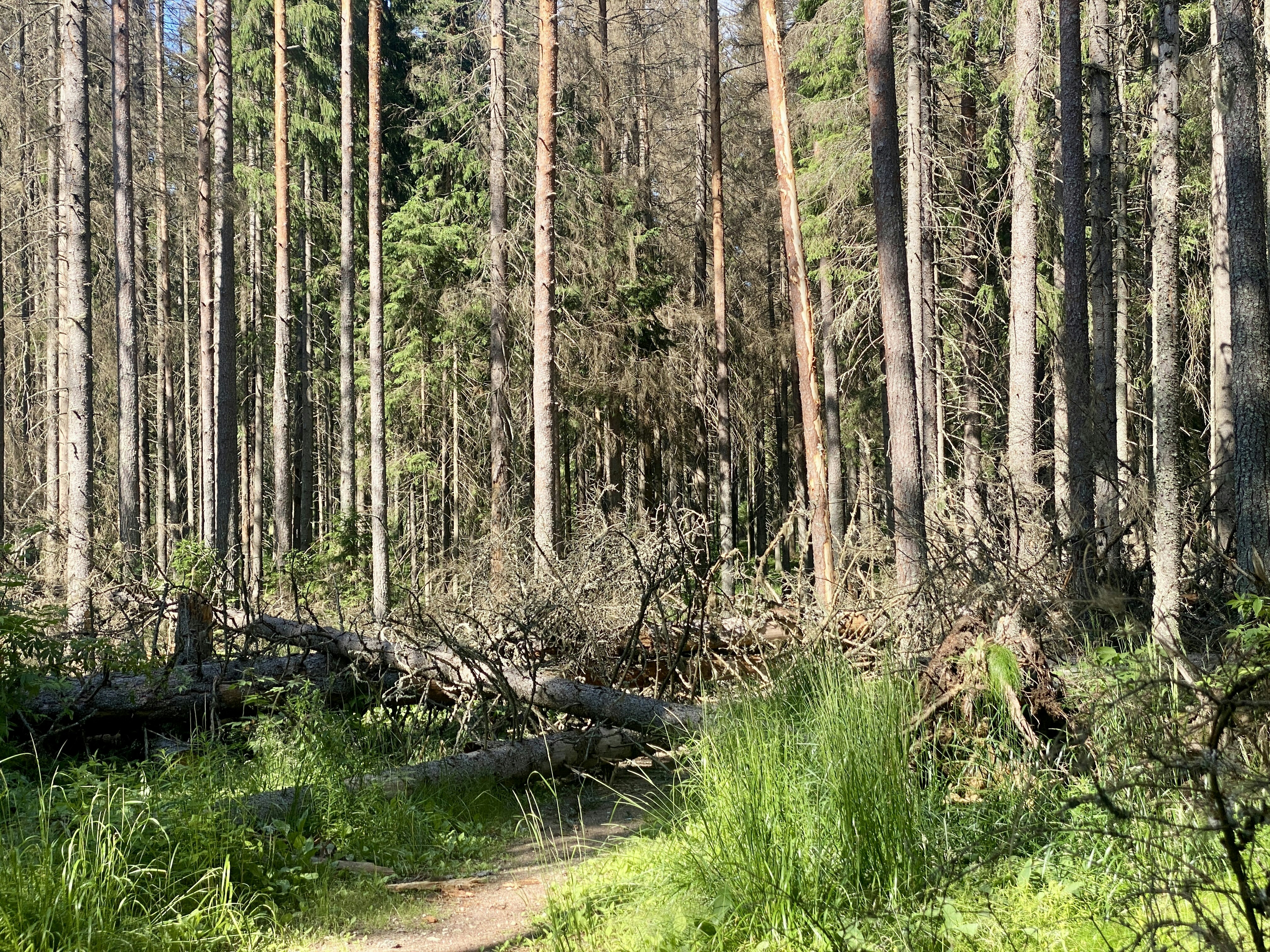 Fallen tree in forest