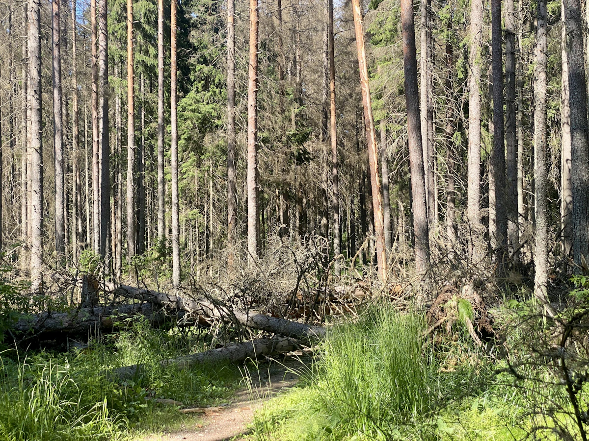 A large fallen tree in a forest requiring removal