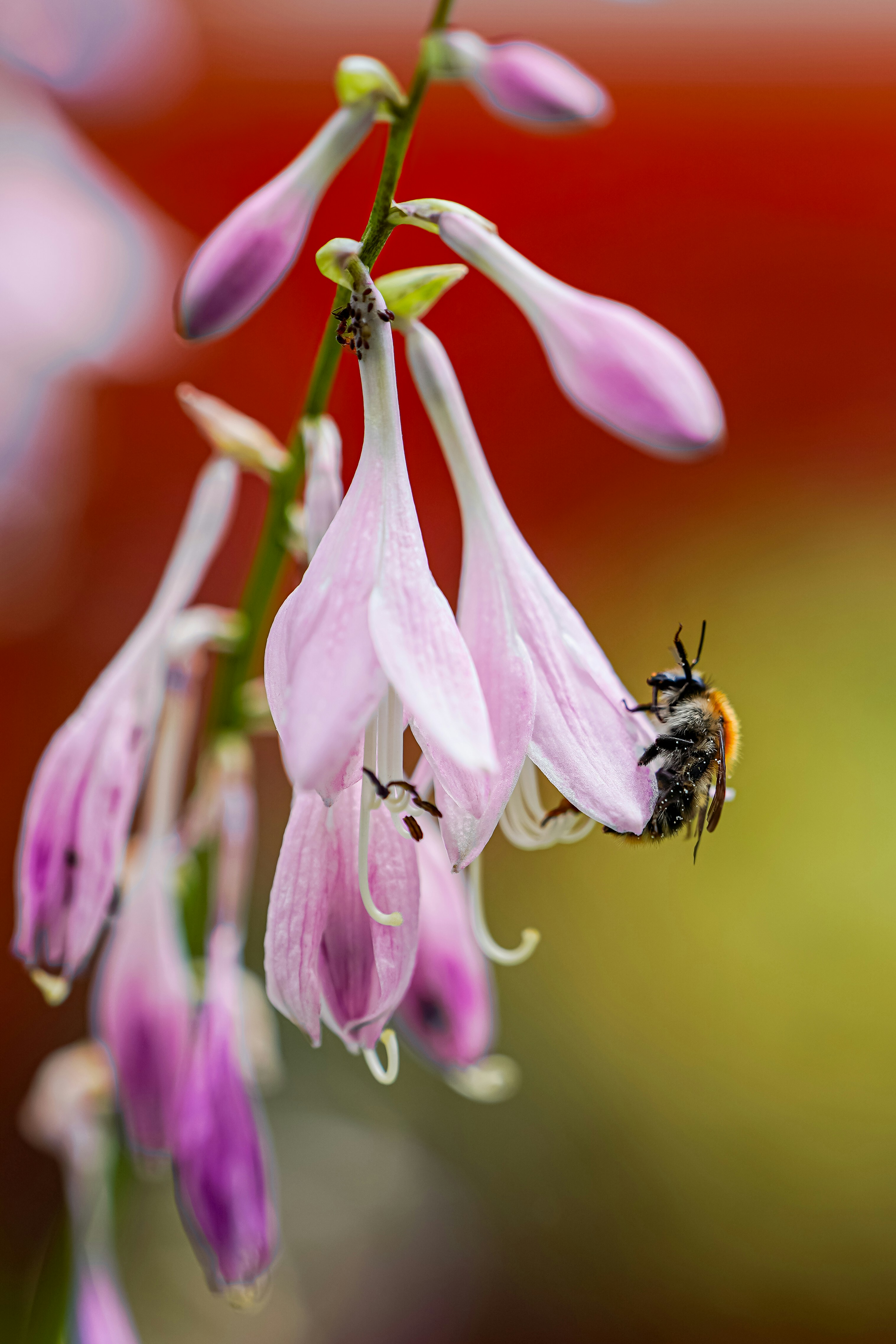A bee gathers pollen from a delicate flower.