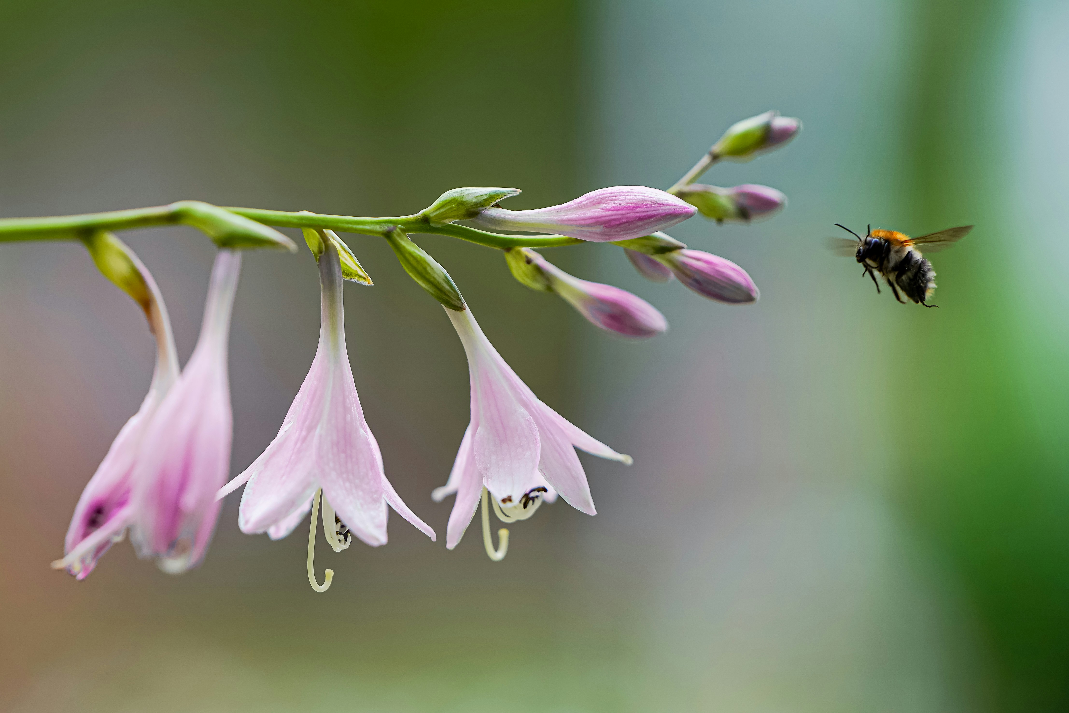 A bee approaches some beautiful pink flowers.