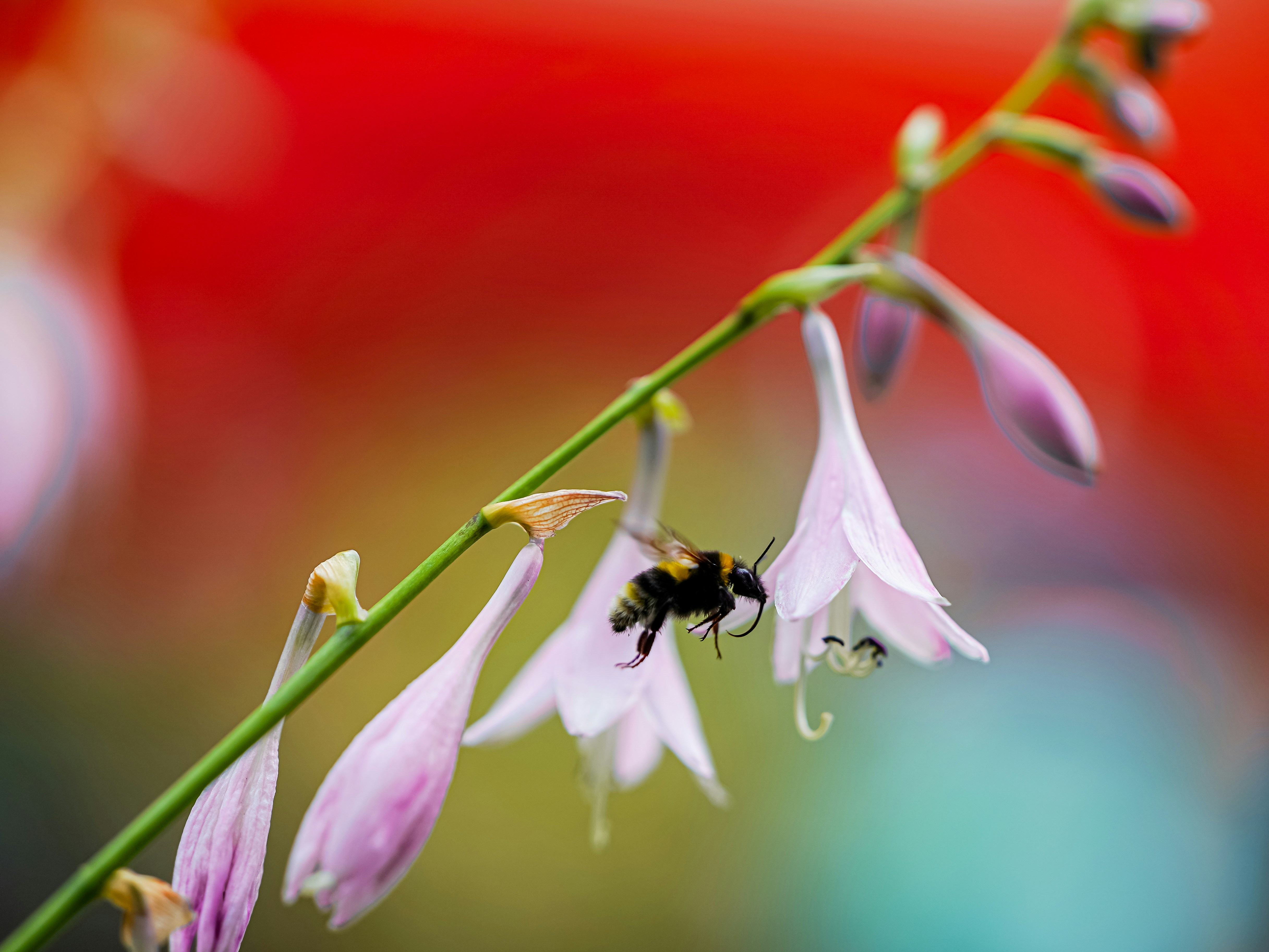 A bumblebee buzzes around the flowers.