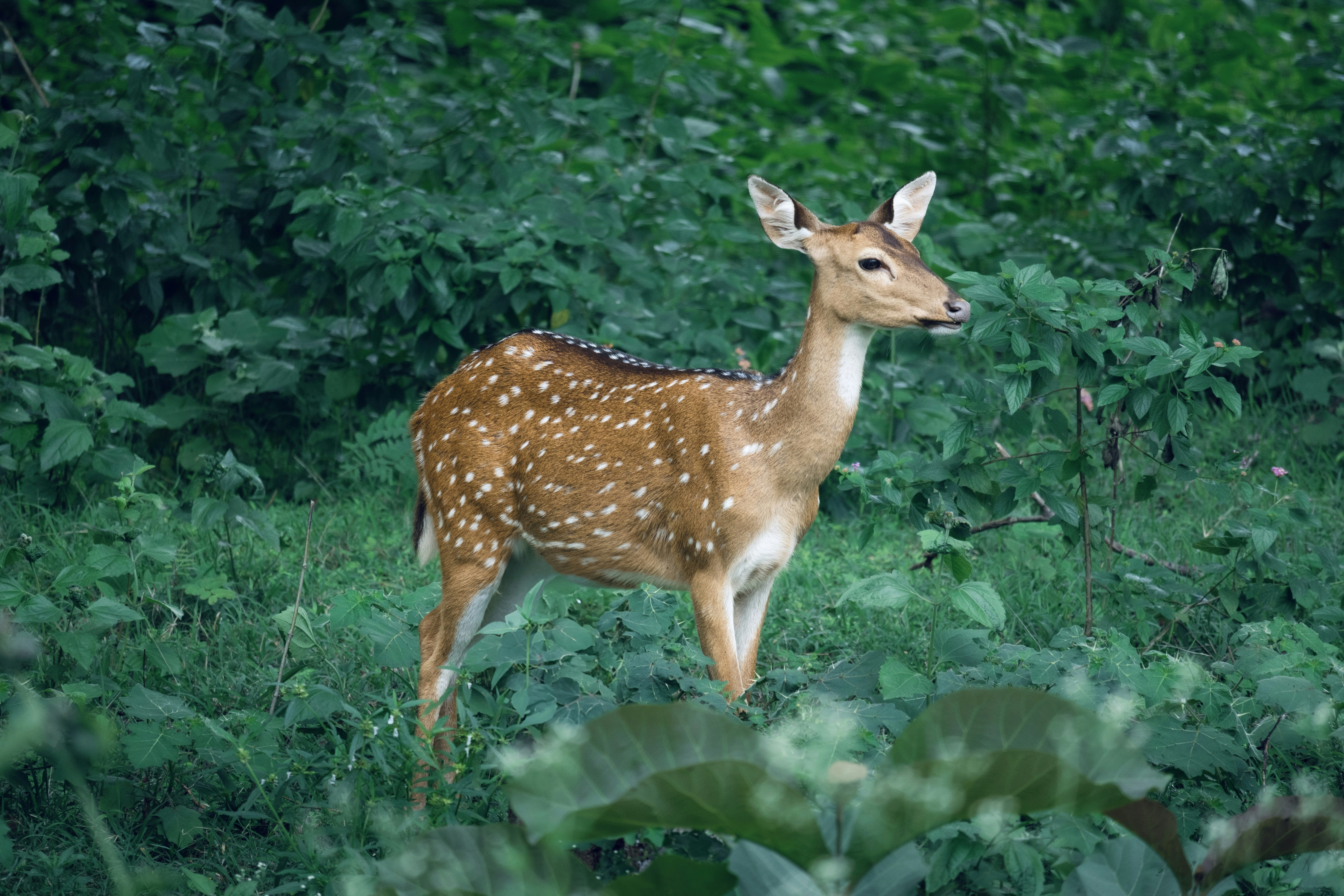A spotted deer stands in lush, green foliage.