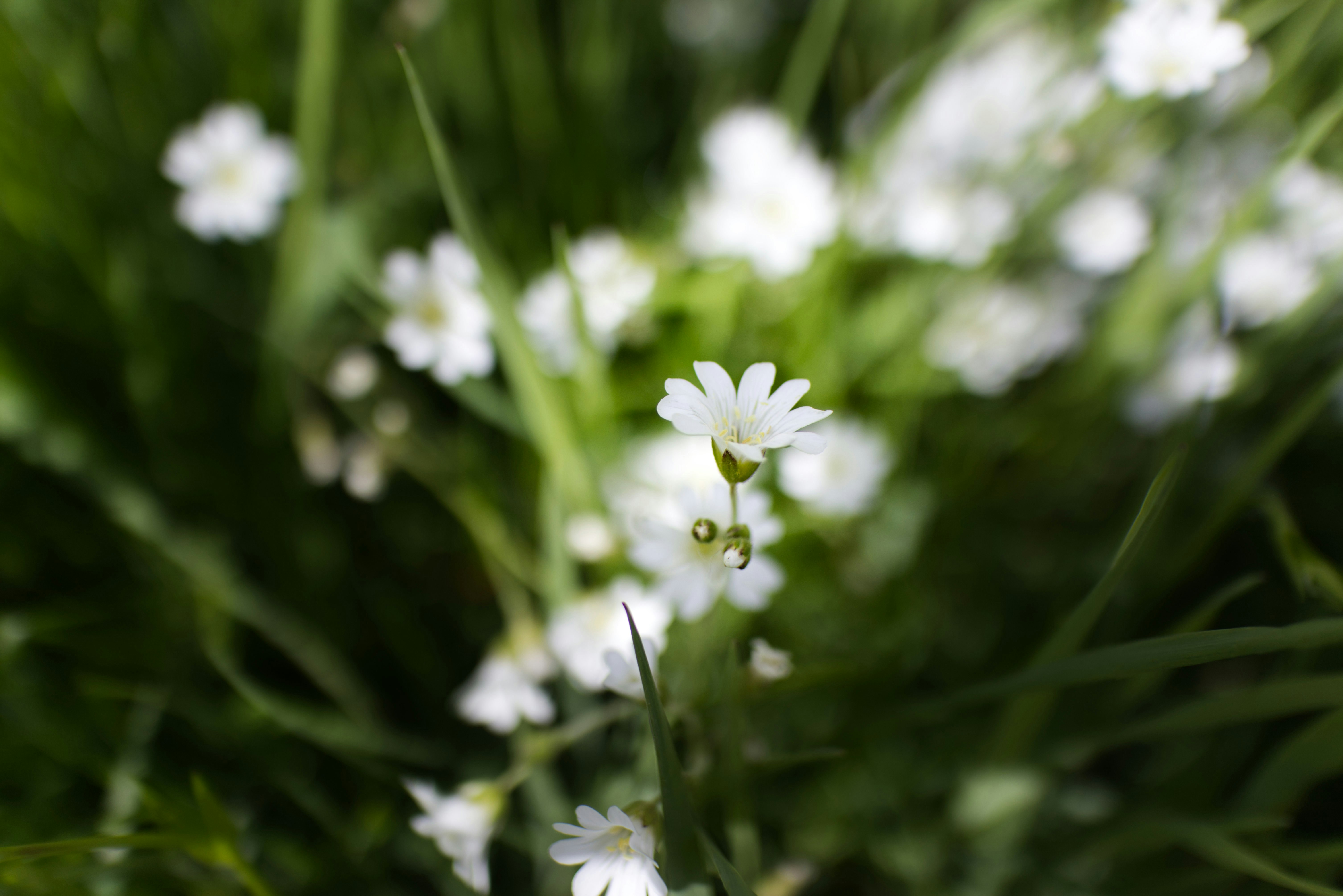 Photo by lorisoberlaender