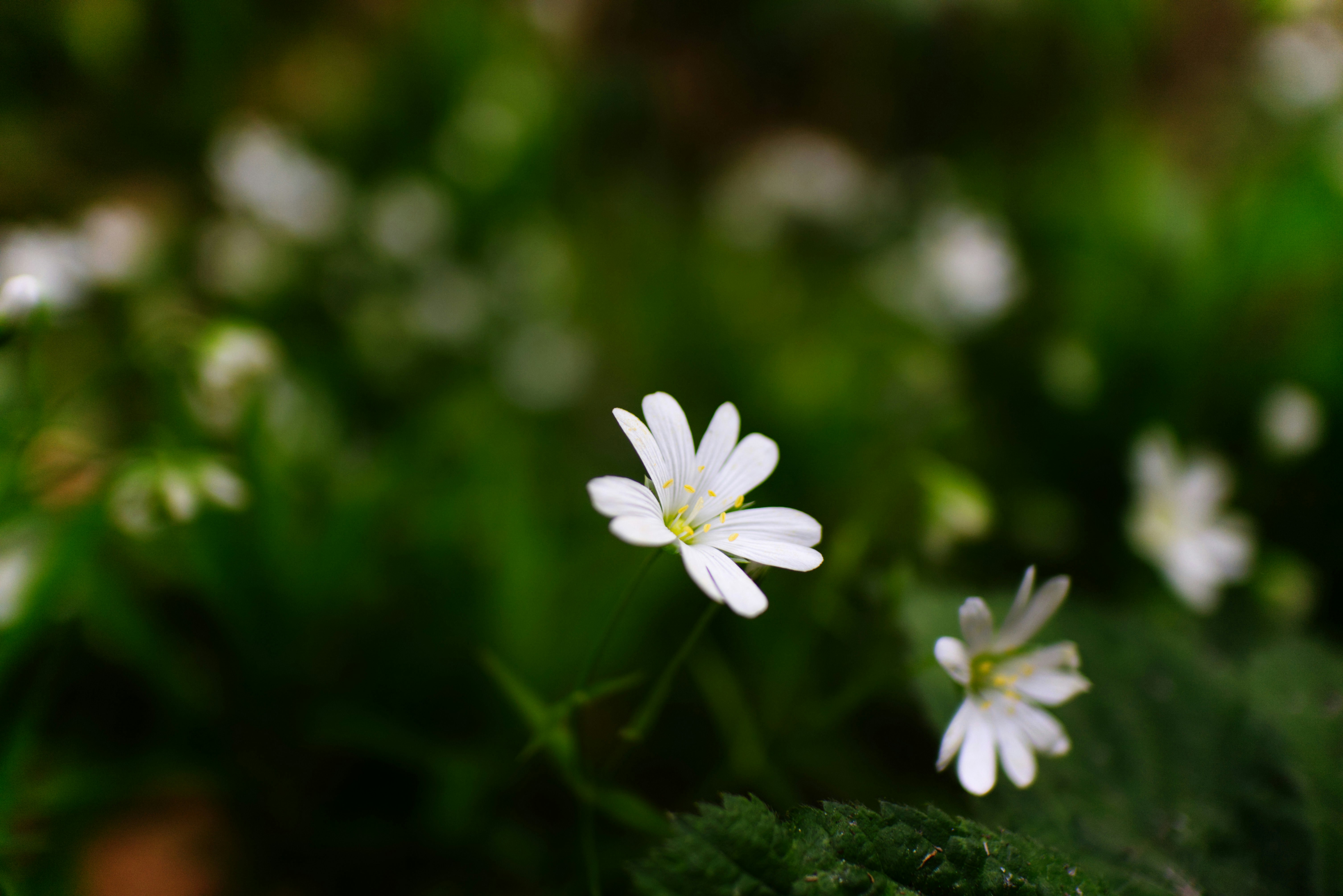 Photo by lorisoberlaender