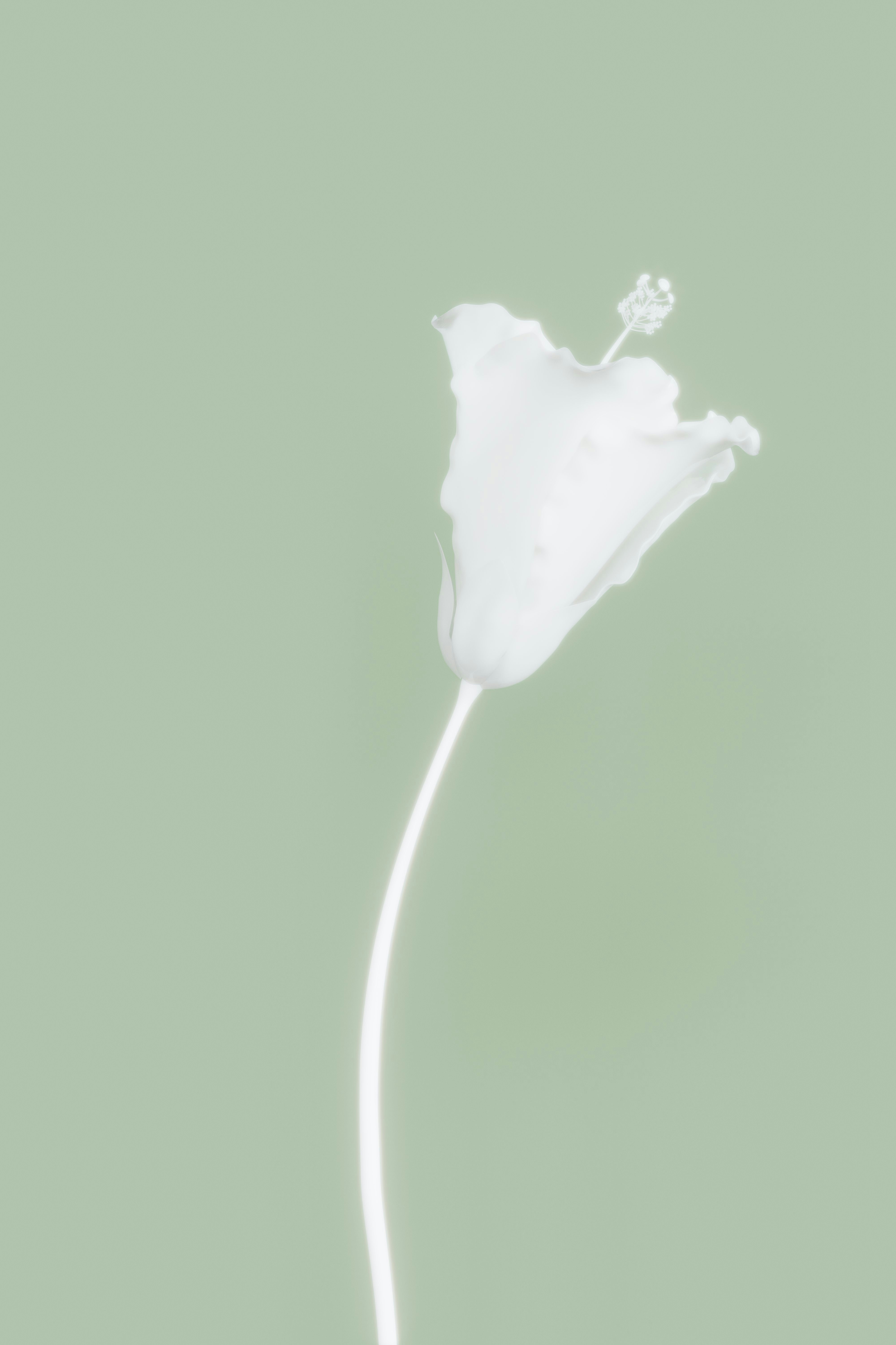 Une fleur blanche se dresse gracieusement sur un fond vert.