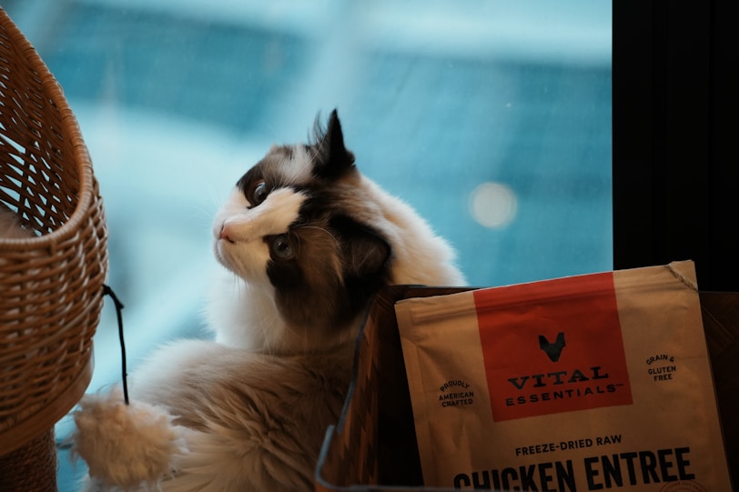 A cat looks out the window near its food.