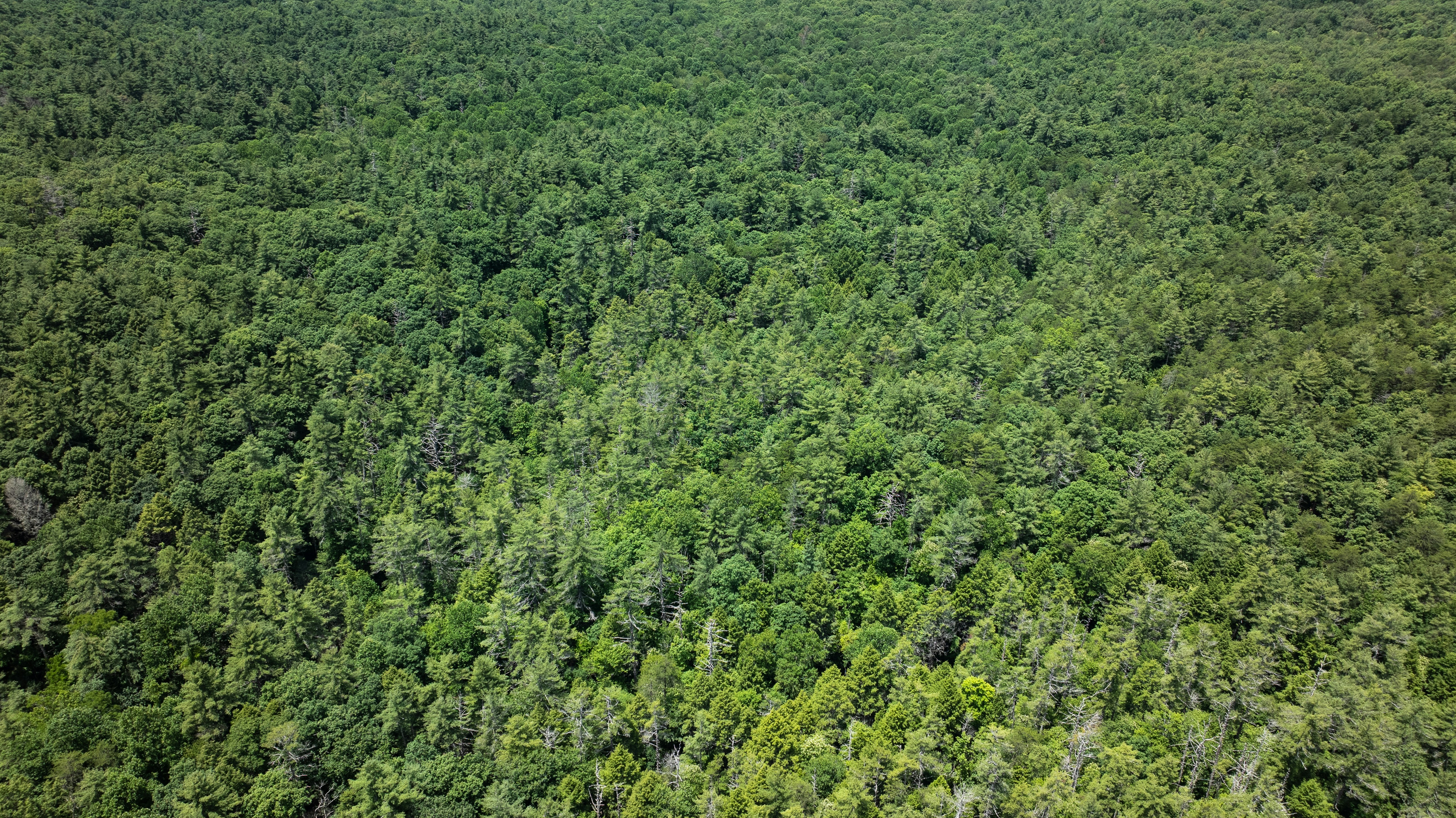 Dense forest canopy from an aerial perspective.