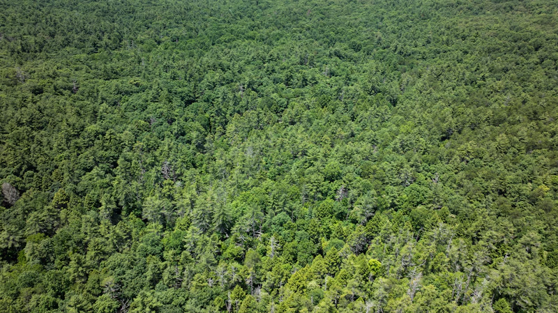 Endless green: an aerial sweep over a thriving woodland.