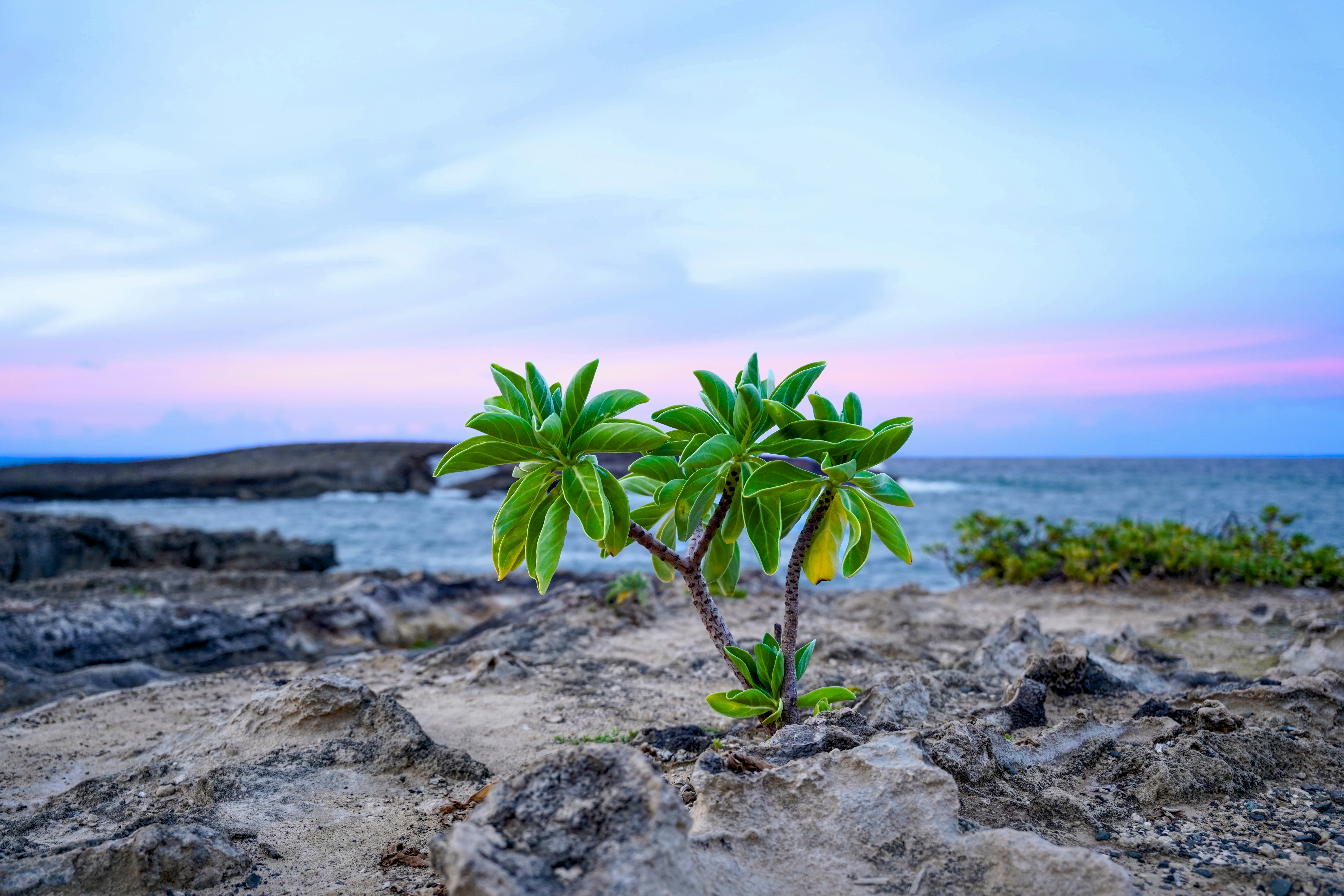 A small plant grows near the ocean at sunset.