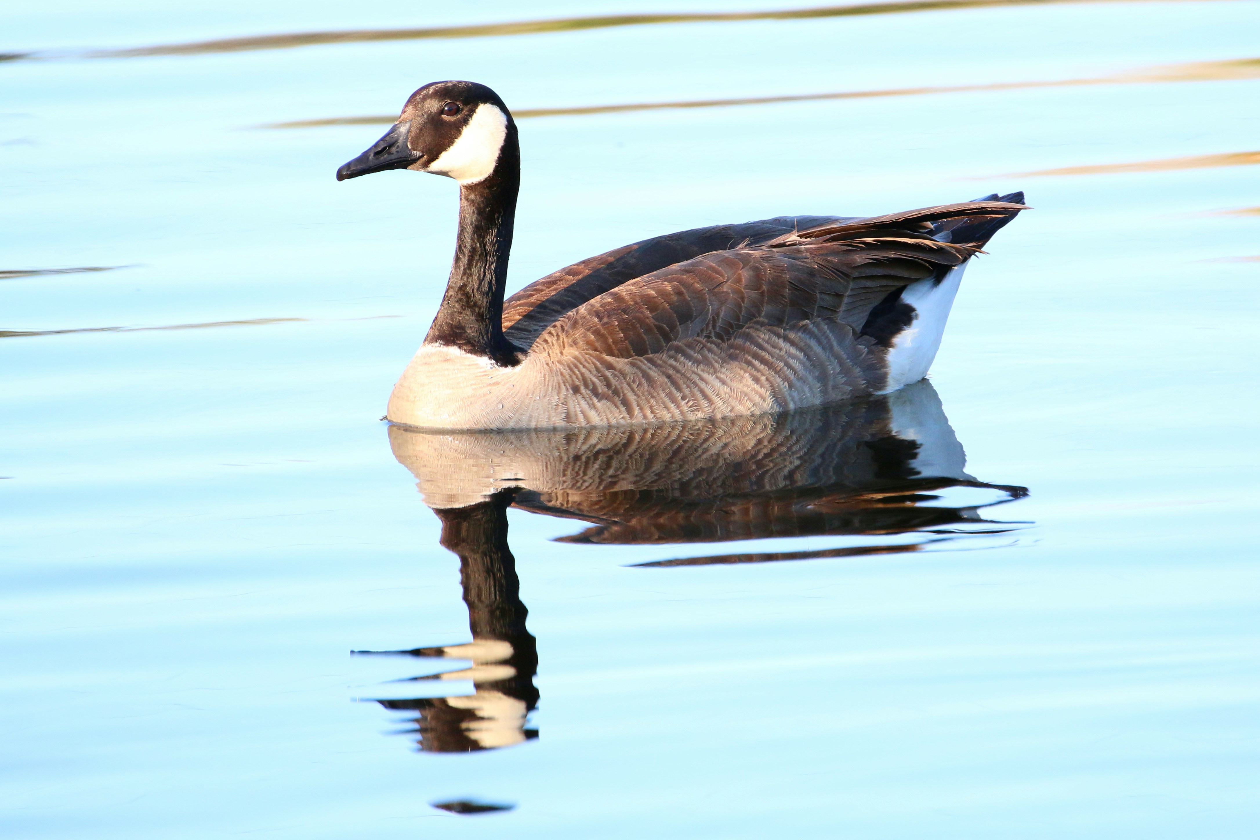 Photo by goldenplover31