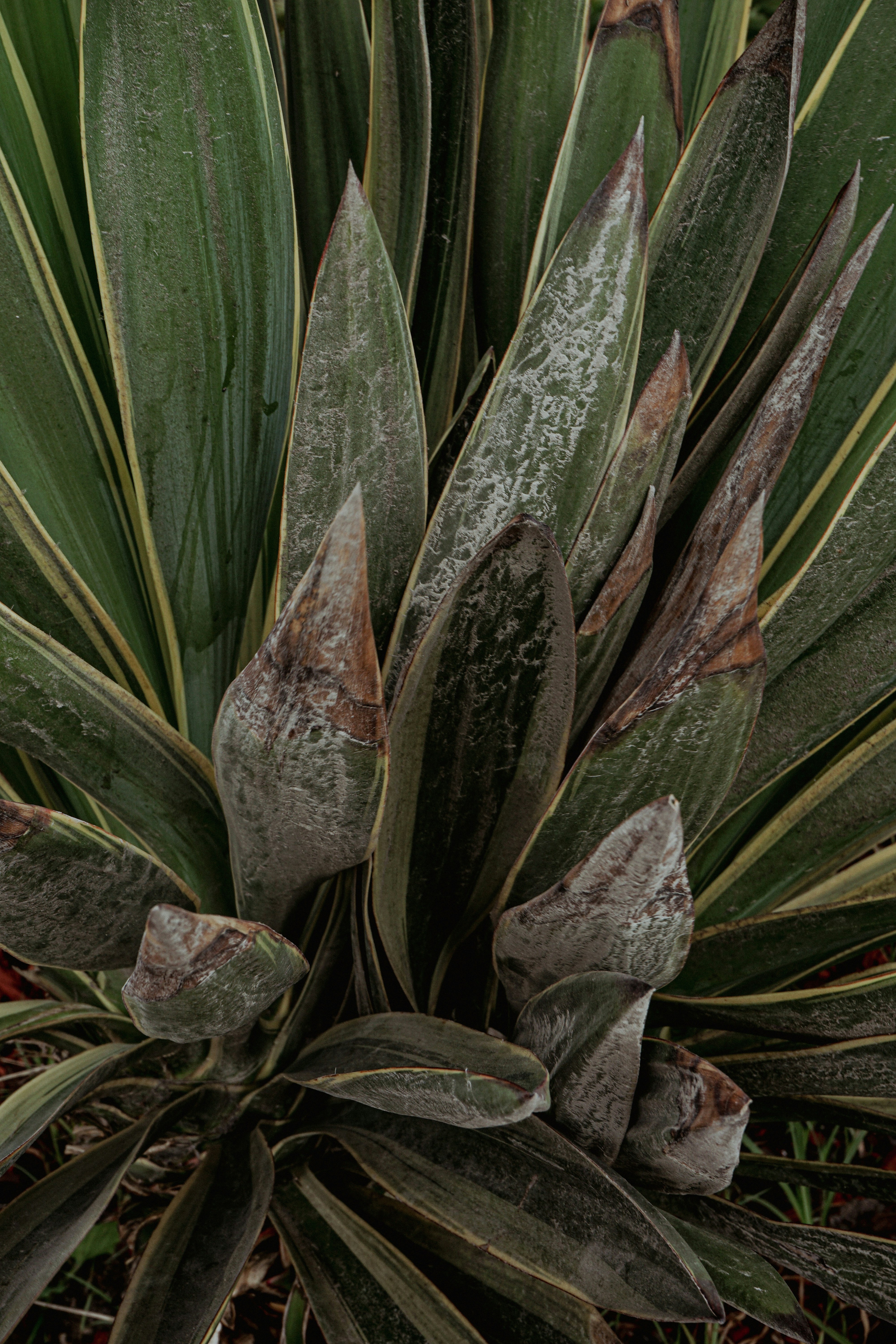 A close-up photo of a yucca plant.