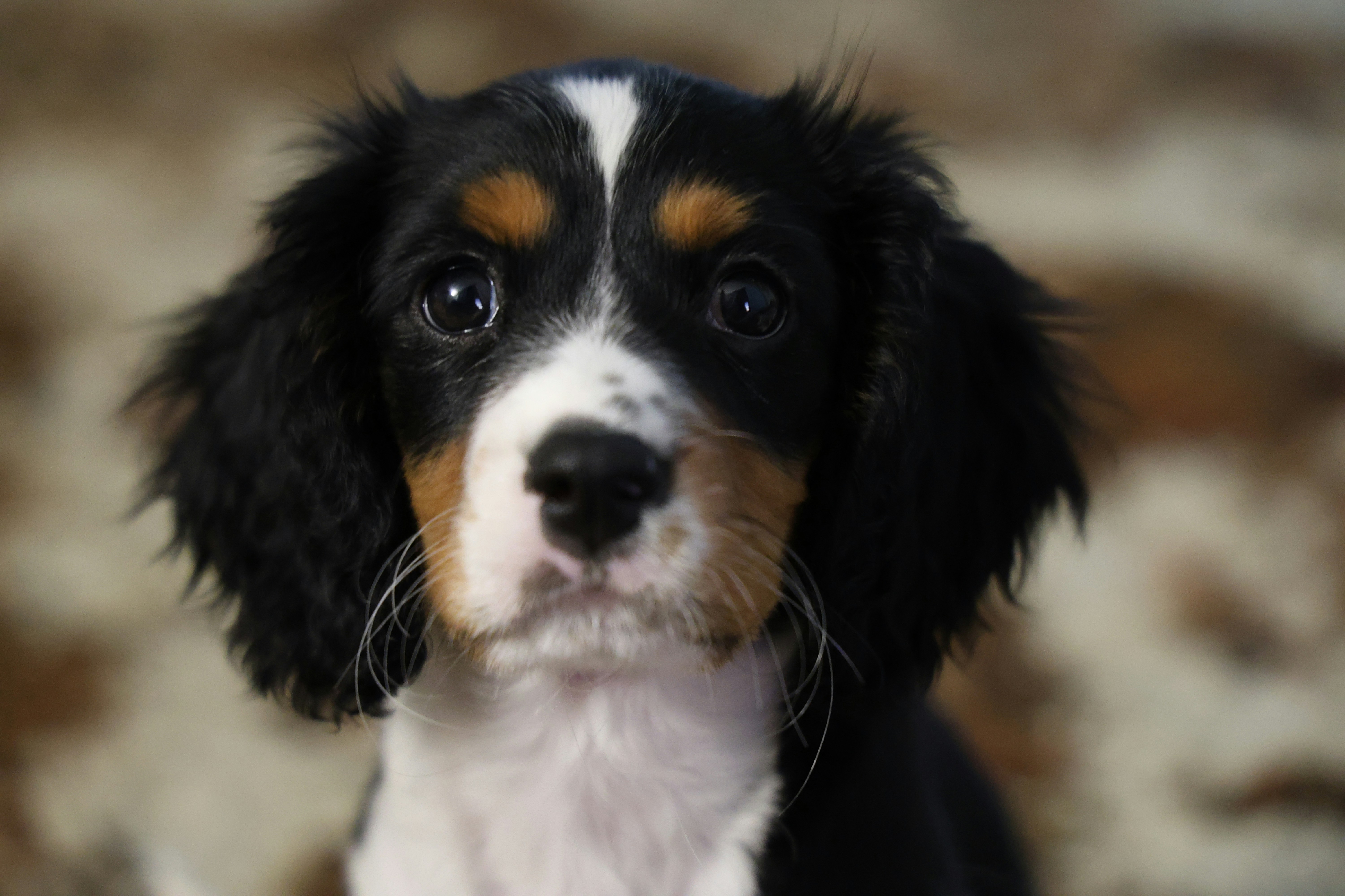 A cute cavalier king charles spaniel puppy.