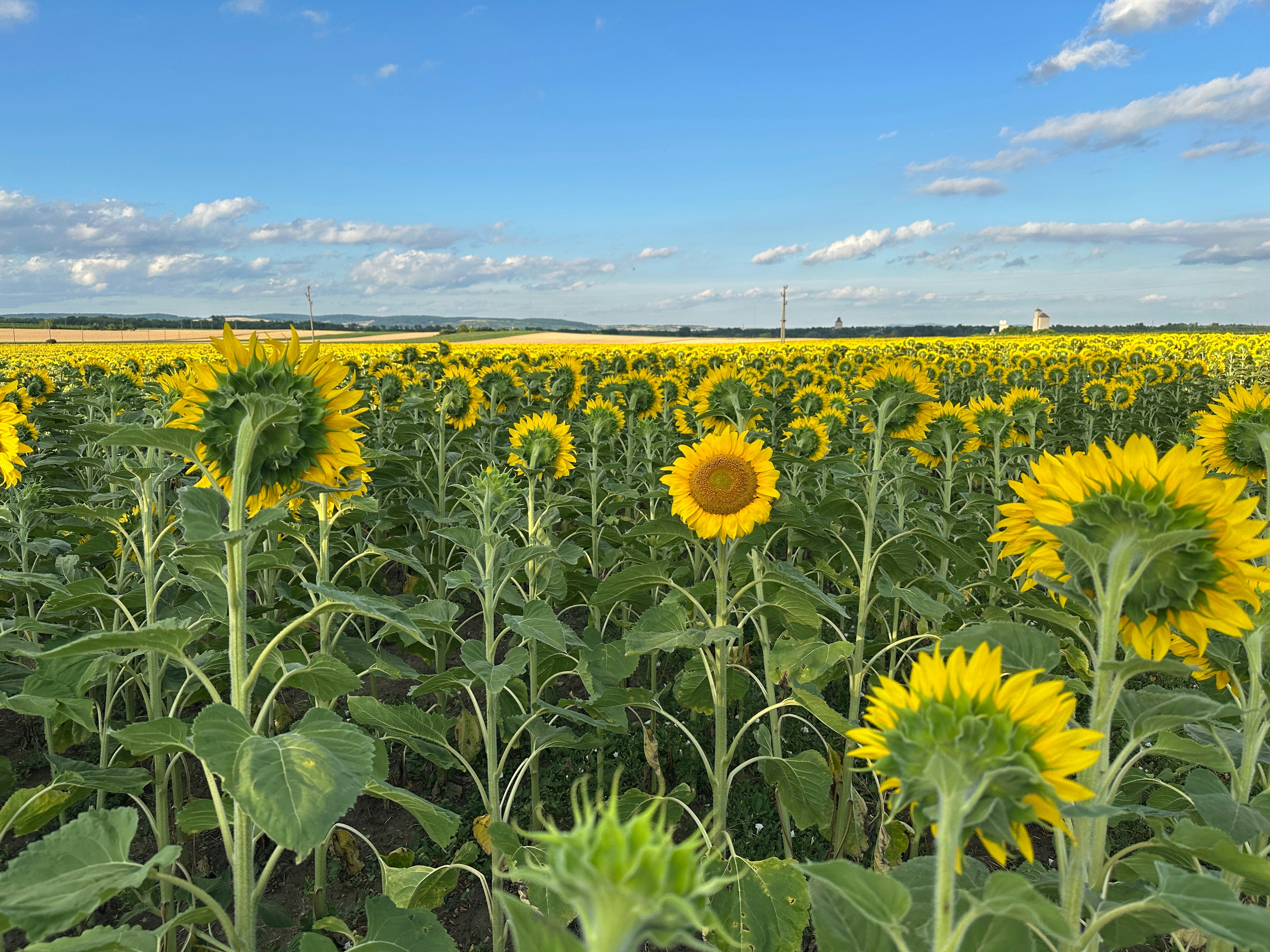 Los girasoles en un campo se vuelven hacia el sol.