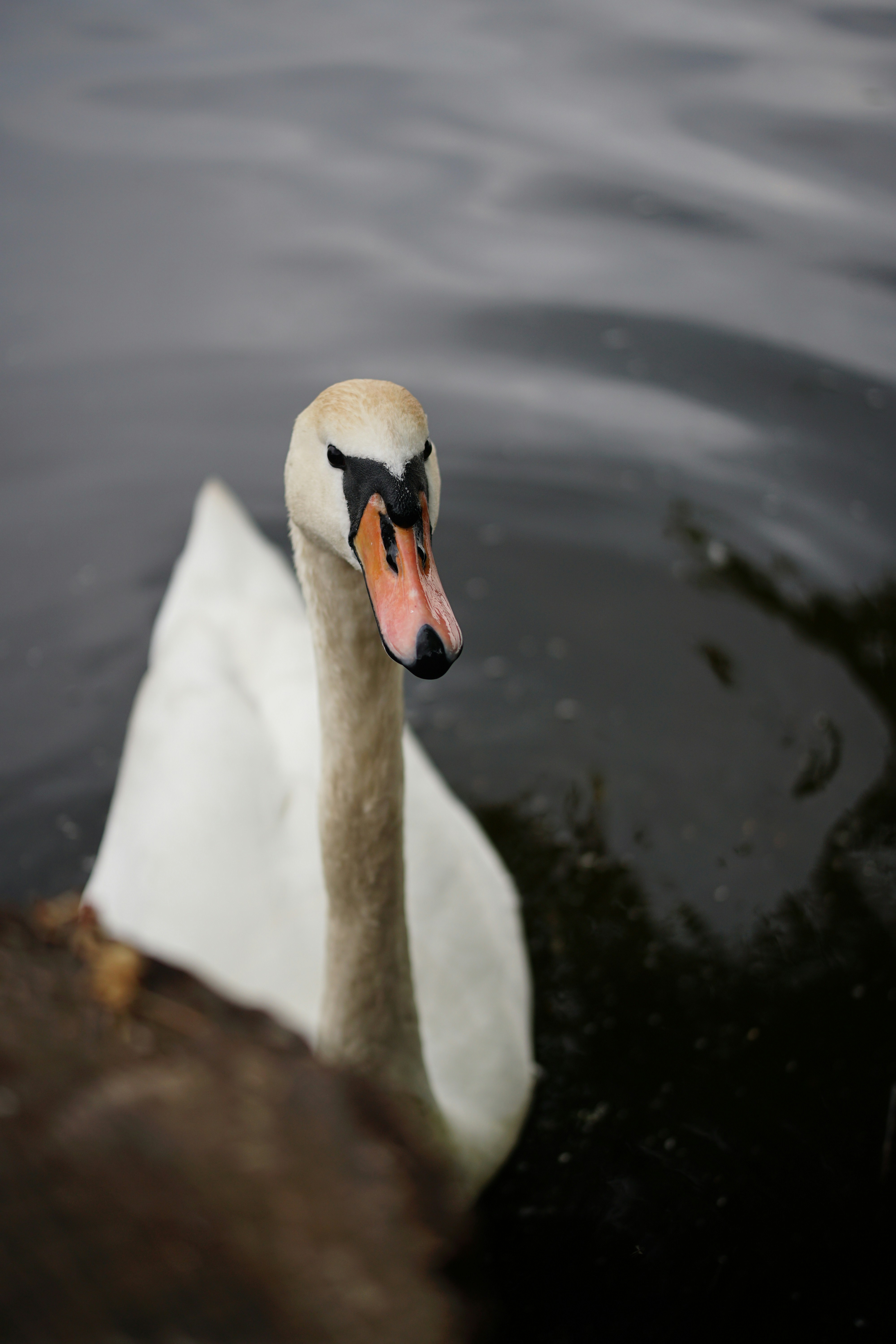 Photo by nazarii_kovalov