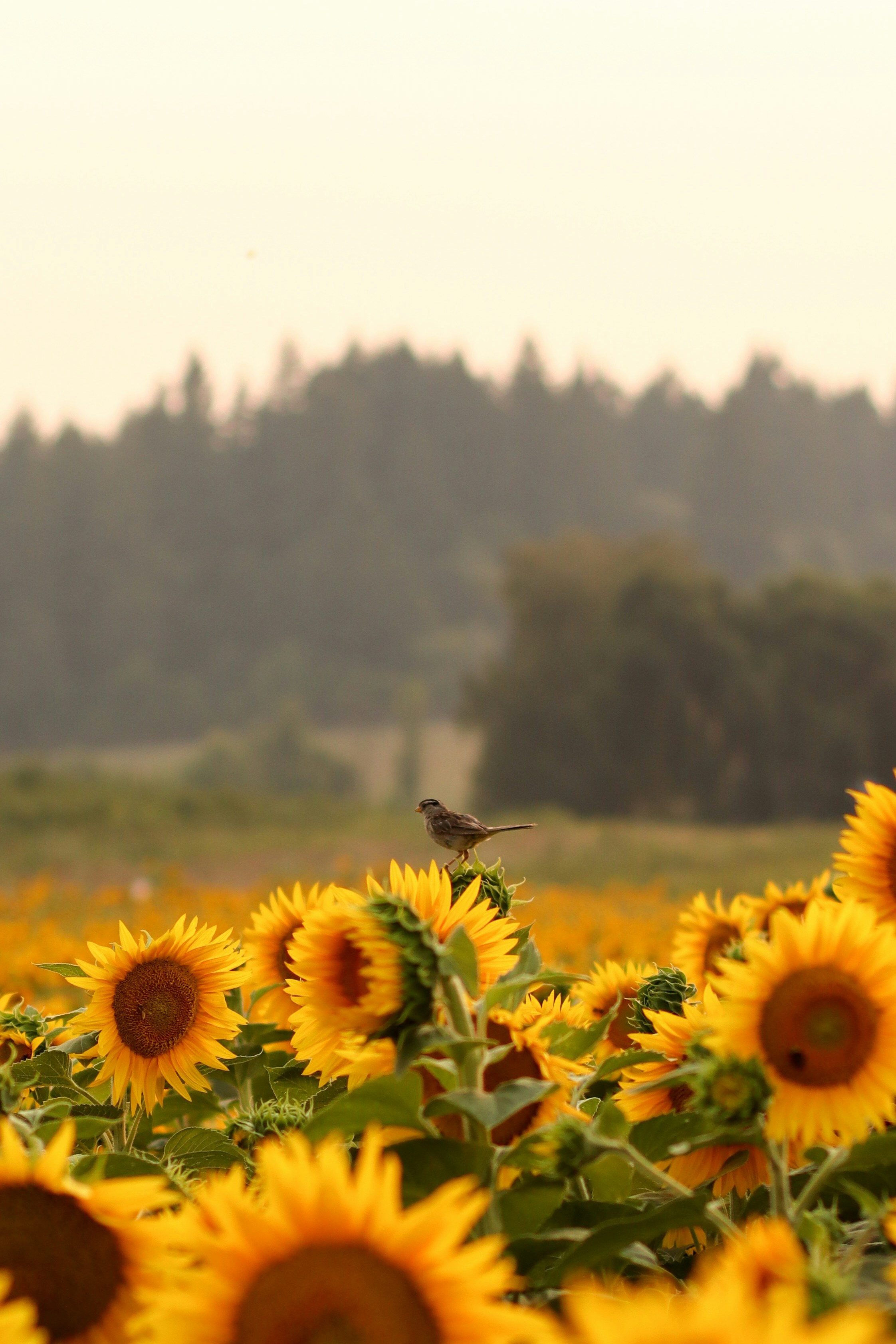 A bird rests atop a sunflower in a field.