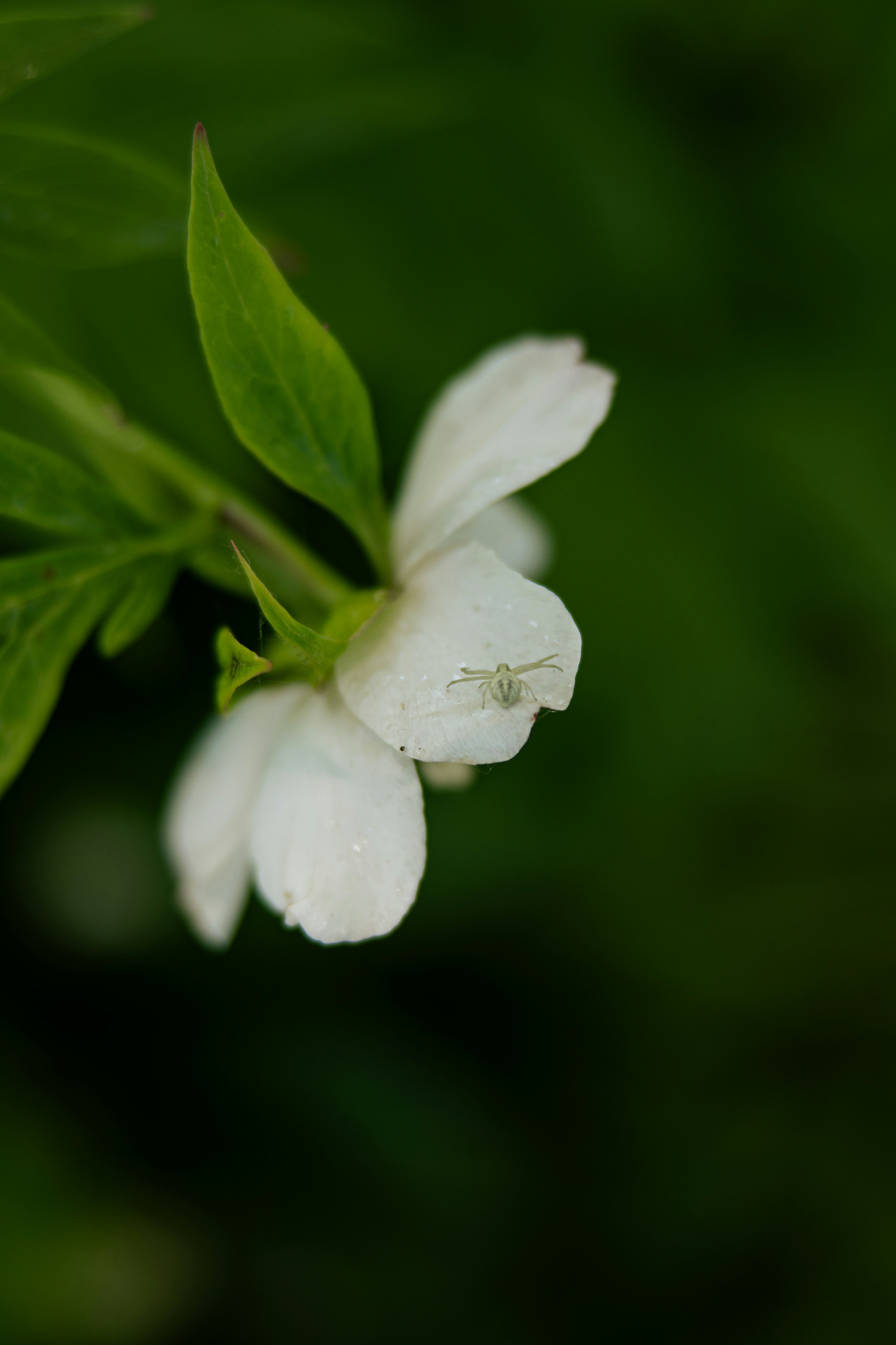 A white spider sits on a white flower.