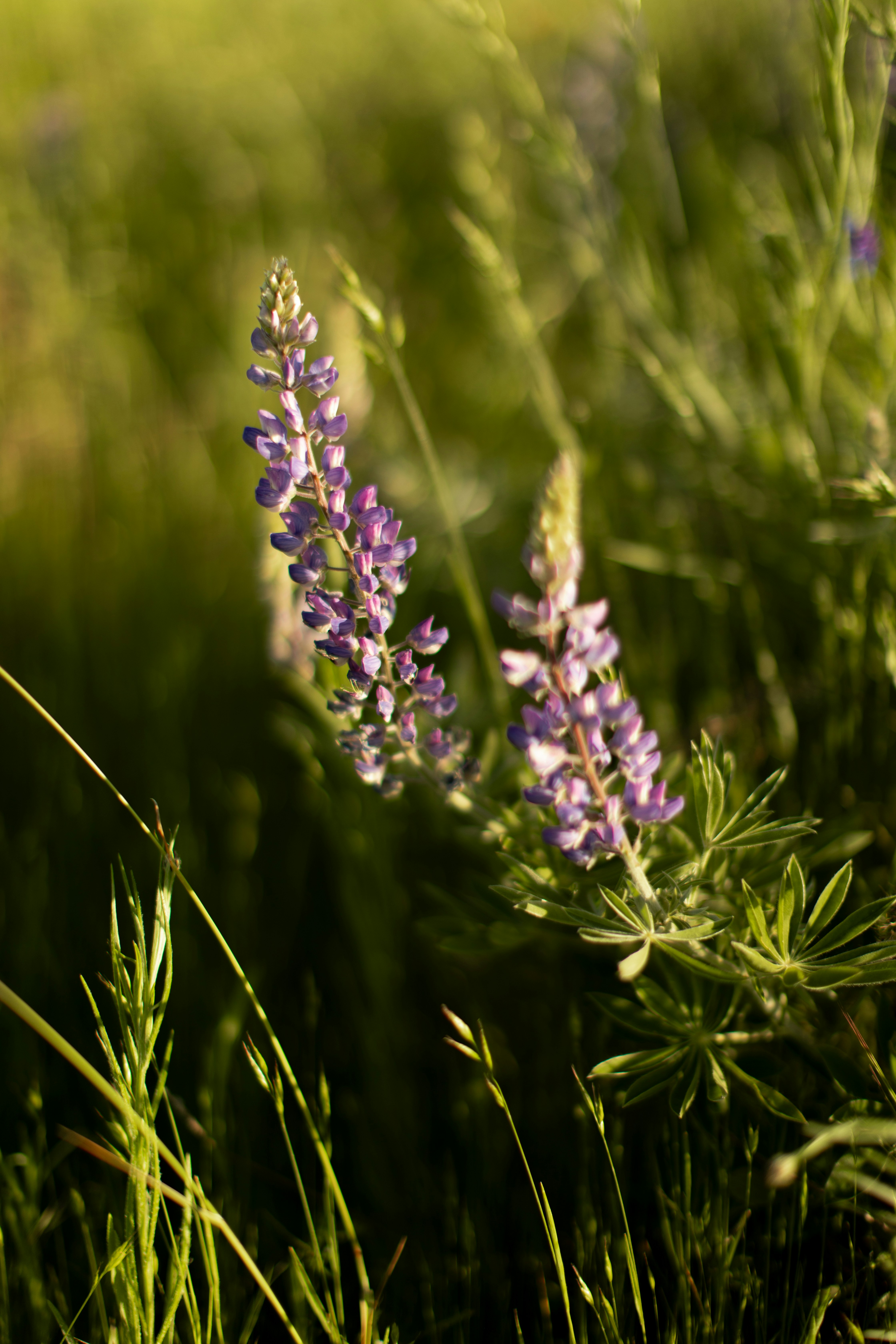 Purple lupine flowers bloom in a green field.