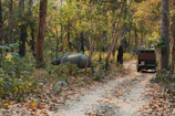 Rhino and jeep on a forest road.