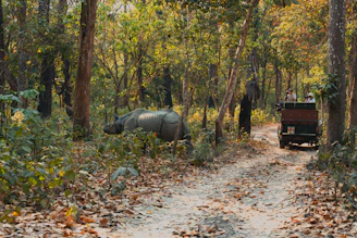 Rhino and jeep on a forest road.