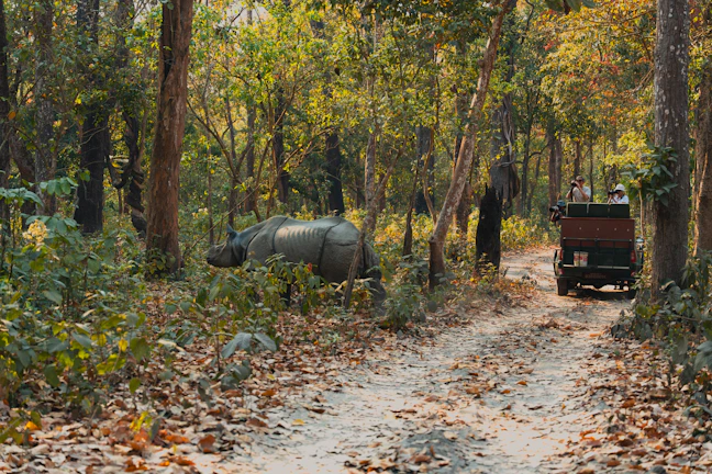 Rhino and jeep on a forest road.