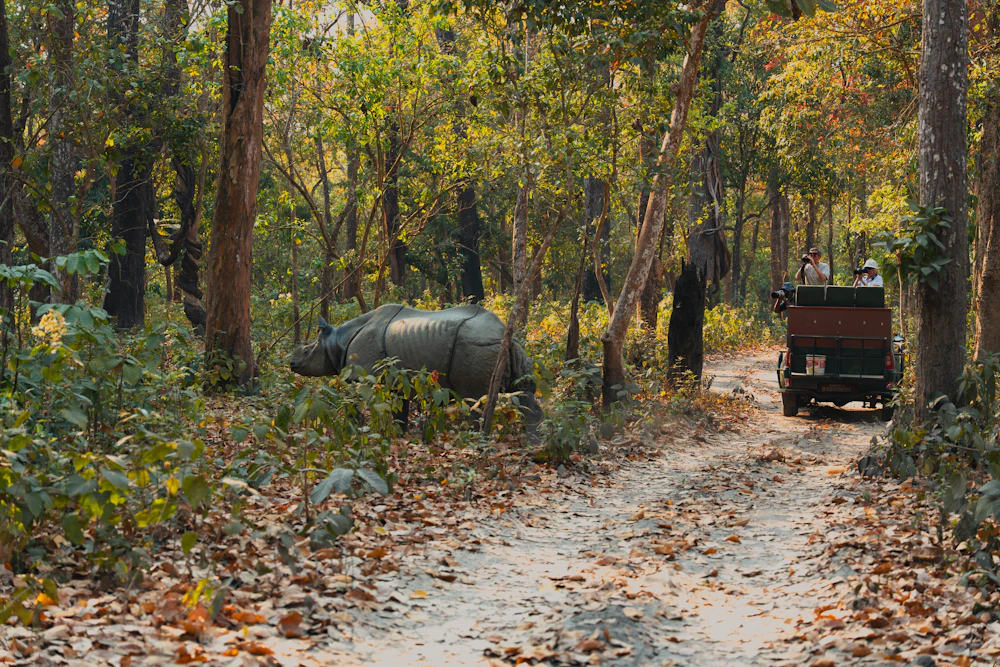 Rhinoceros on a jungle track in Chitwan