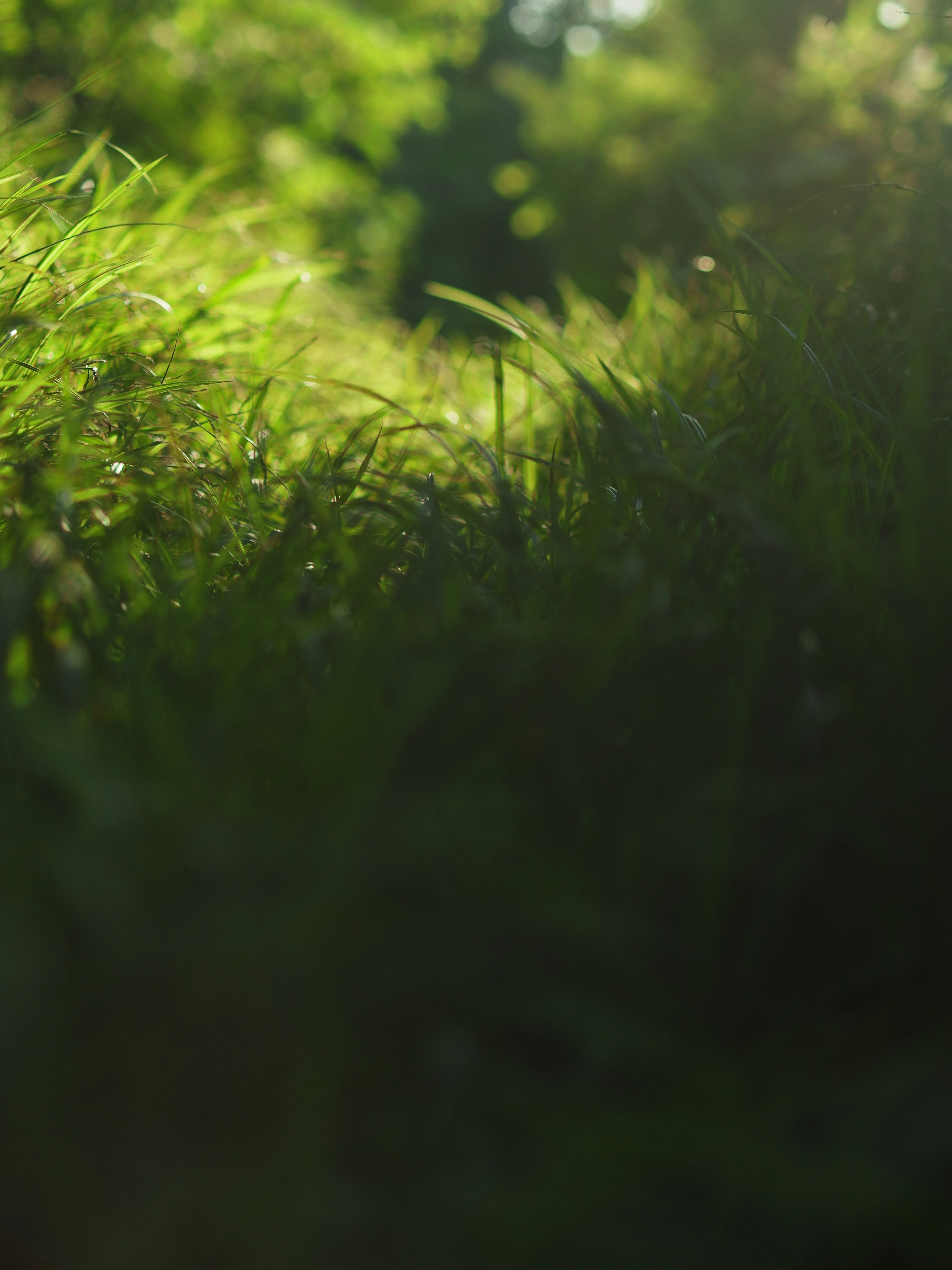 Lush green grass illuminated by the sun.