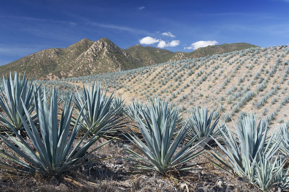Agave fields with mountains behind them in the Jalisco sierra