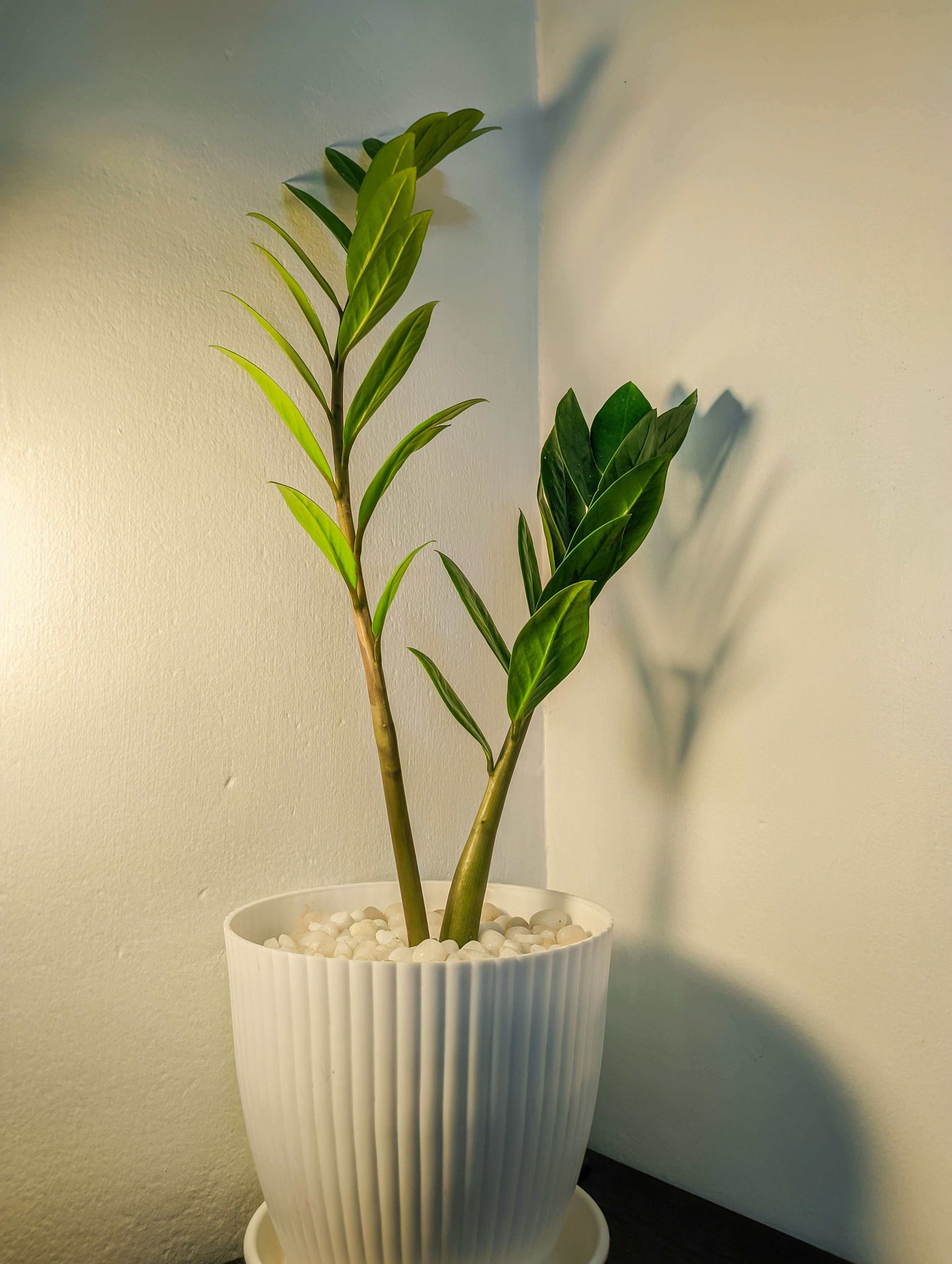 Photo by ankit_pai_n