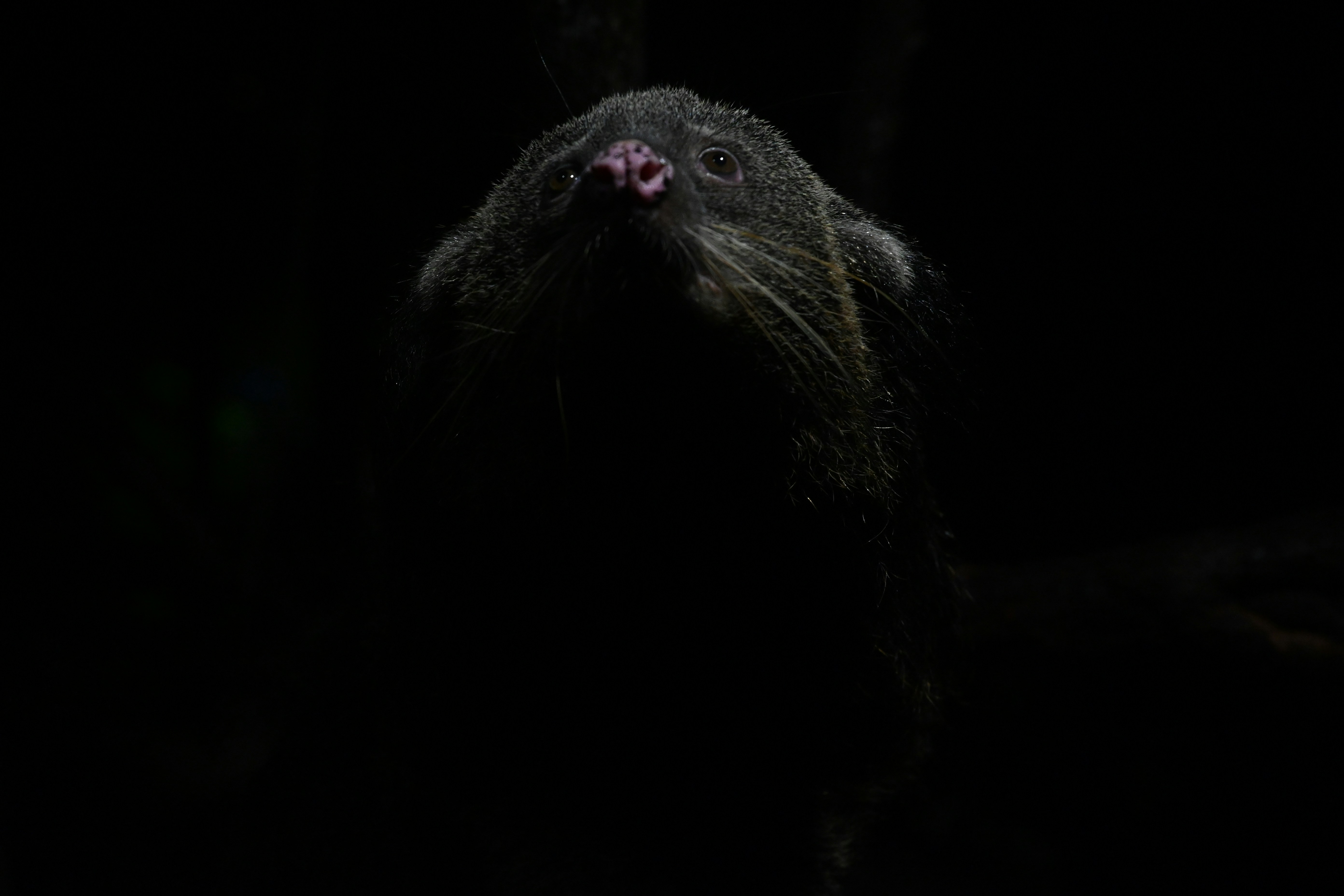 A bearcat emerges from the darkness.