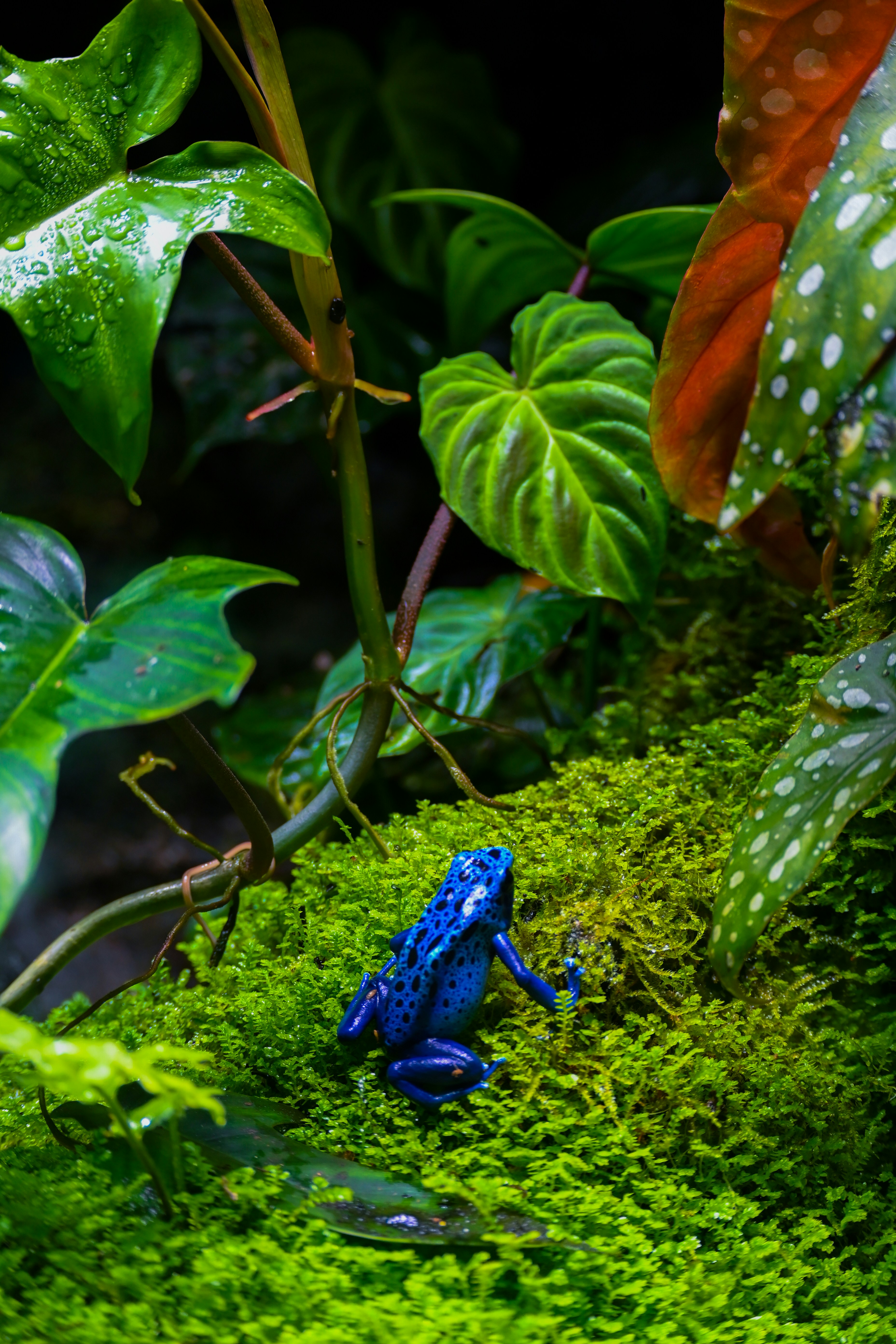 A blue frog rests on moss among plants.