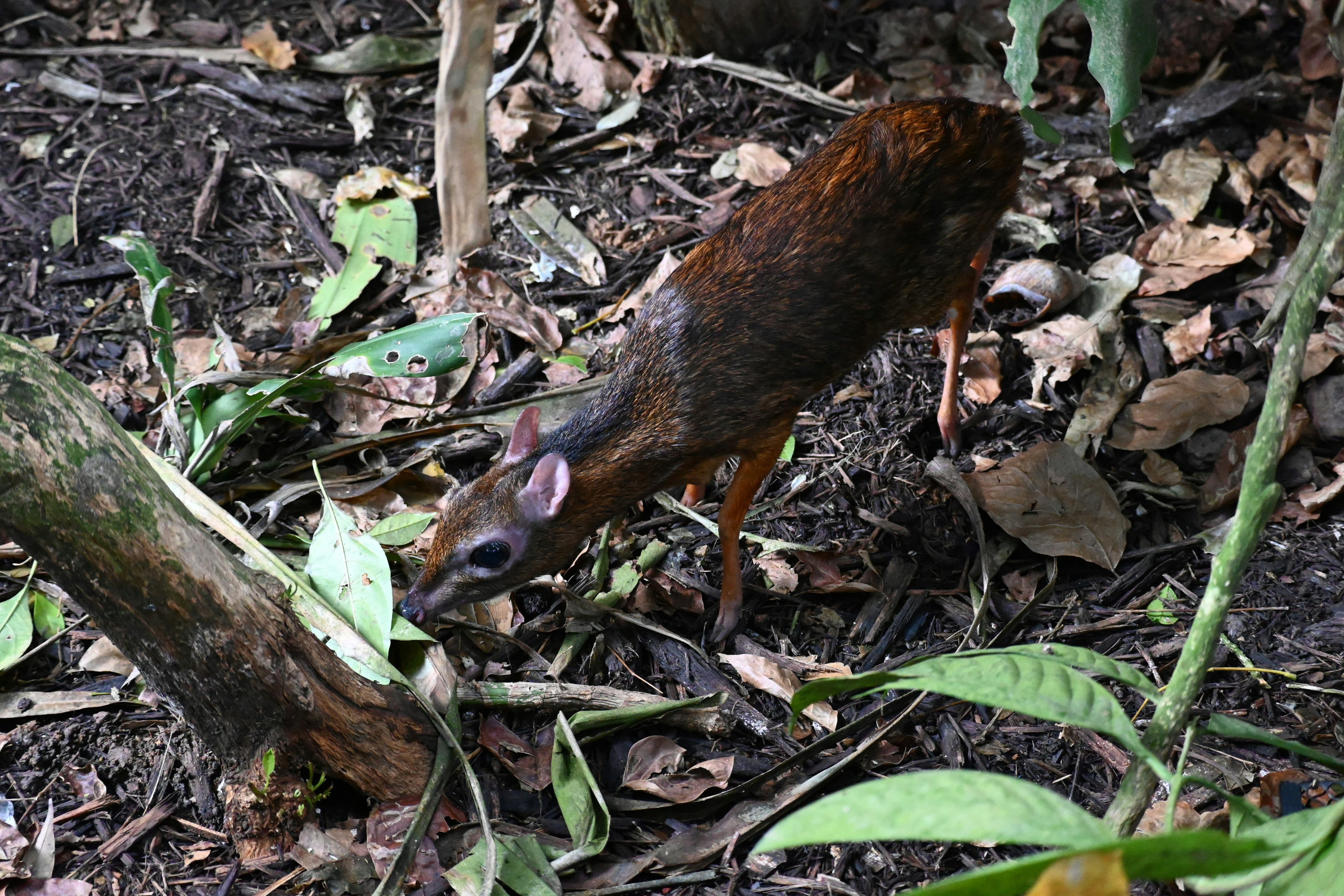 A mouse-deer forages in the forest.