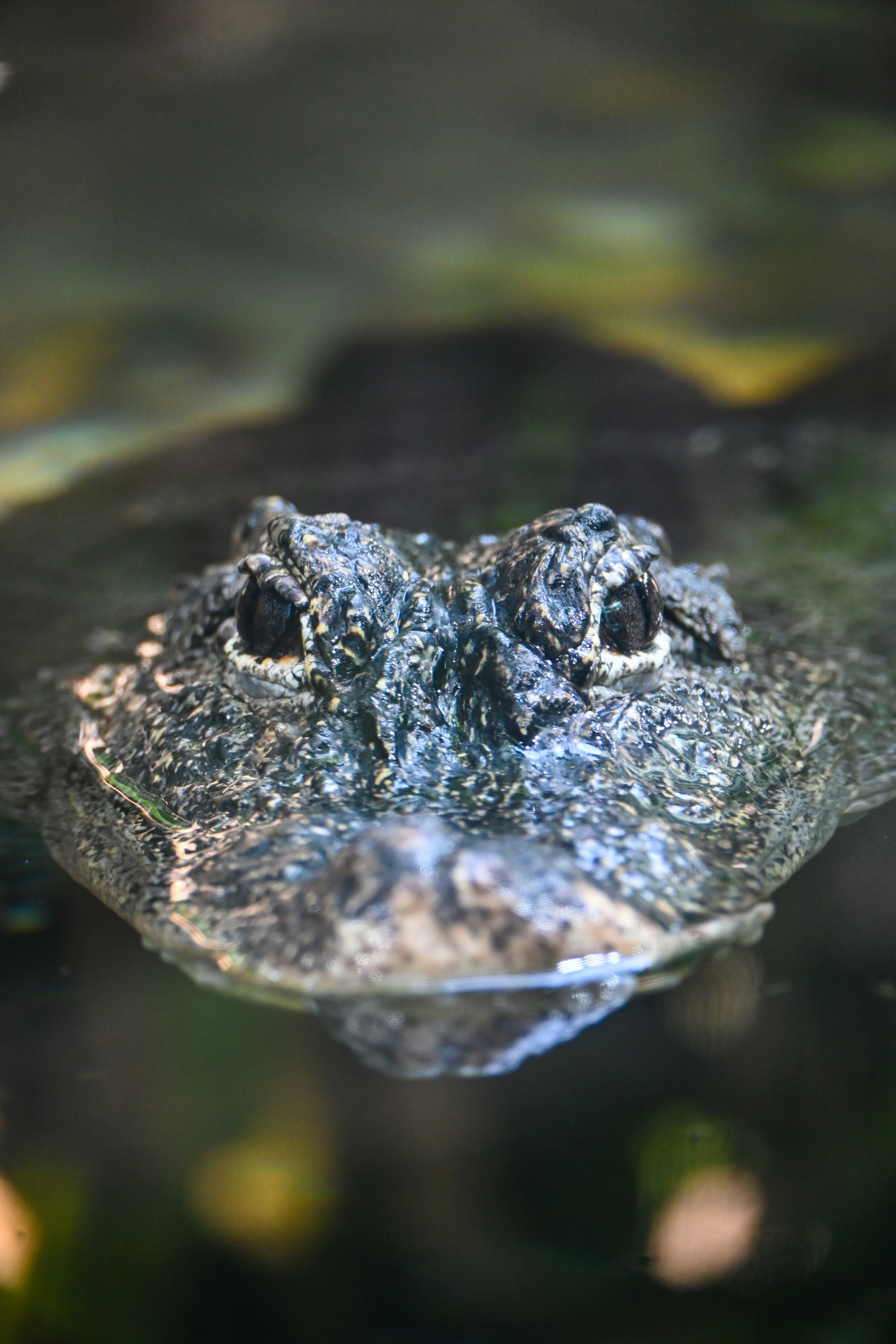A crocodile's head is peeking out of water.