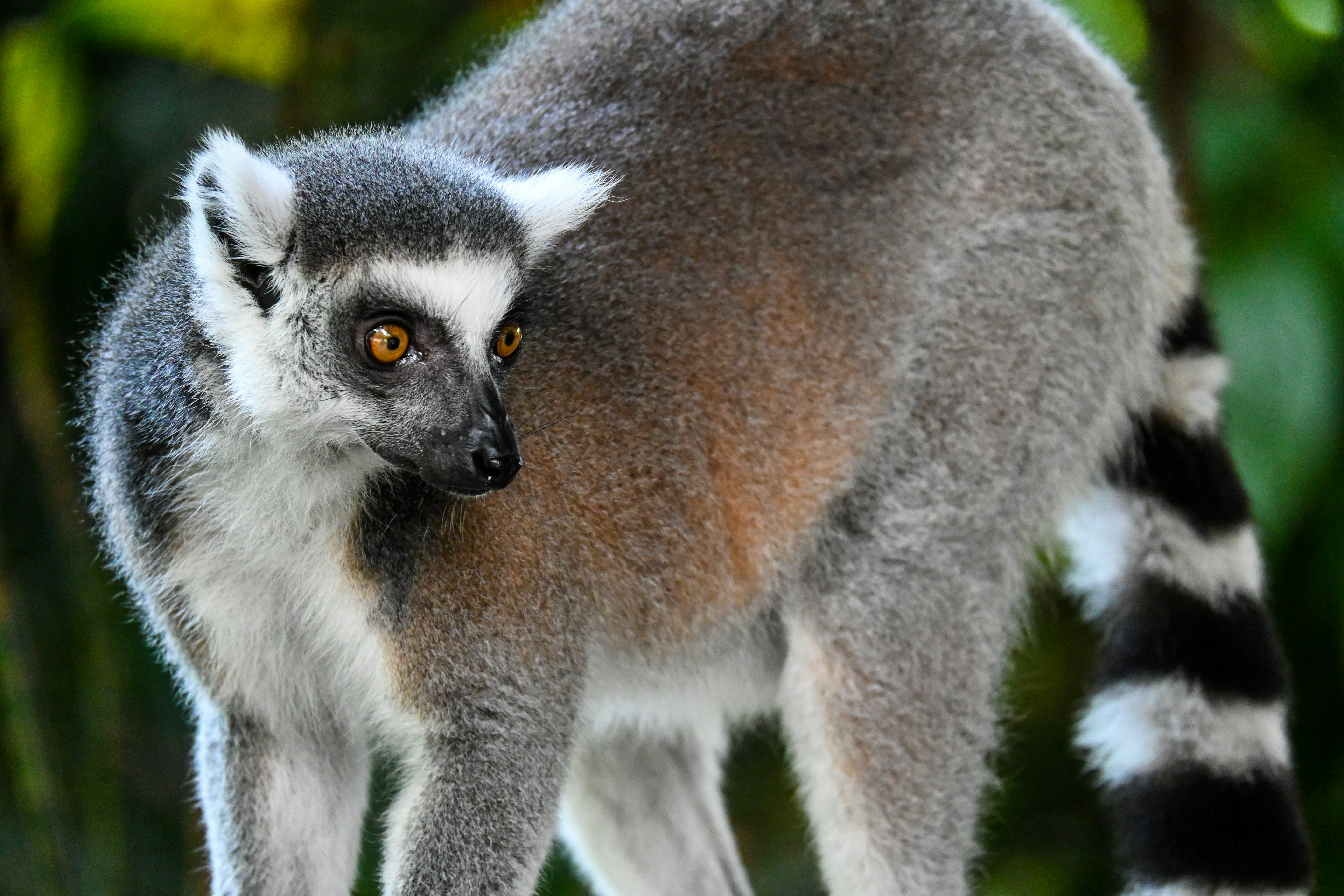 A ring-tailed lemur poses for a photograph.