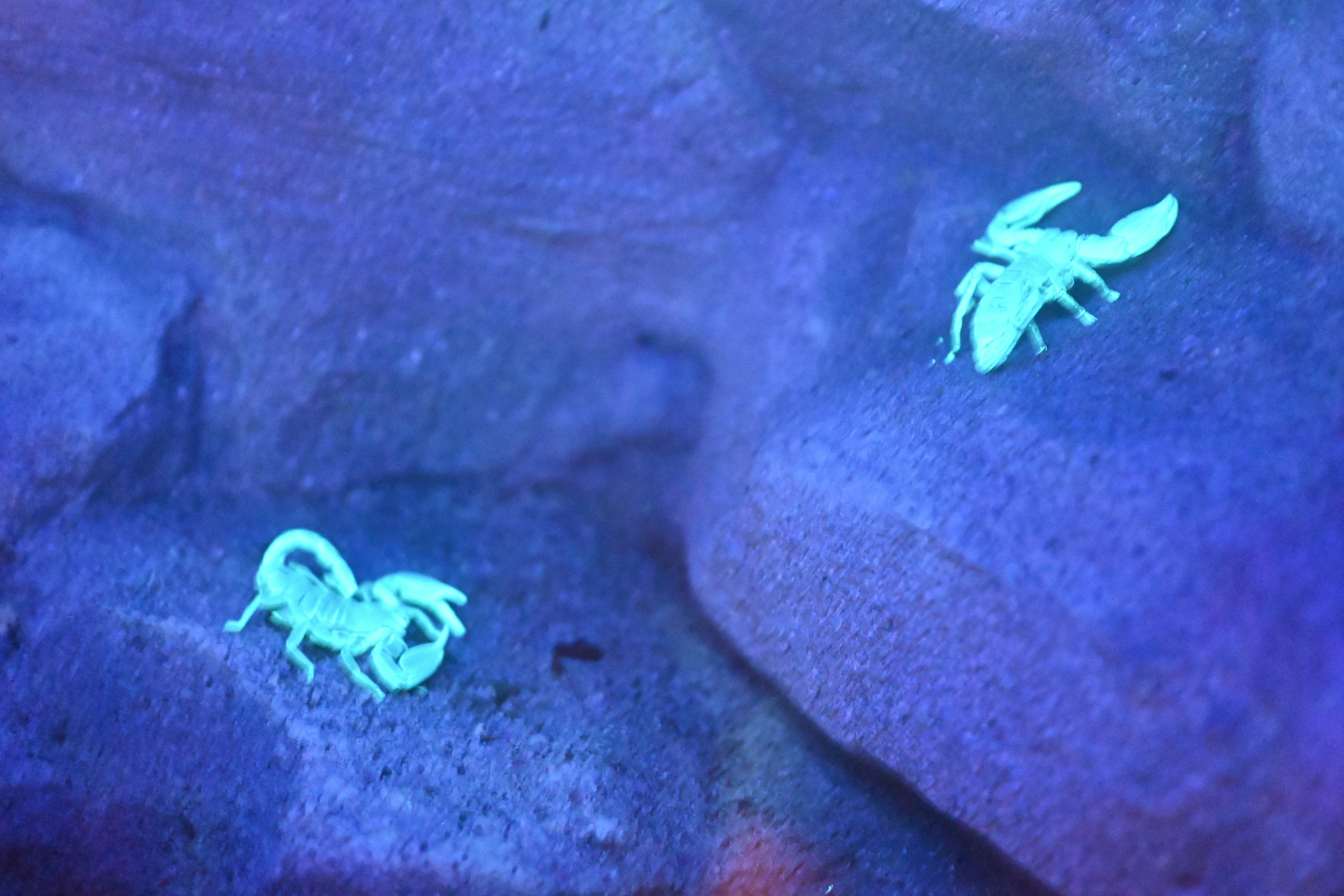 Two fluorescent scorpions glow in the dark.