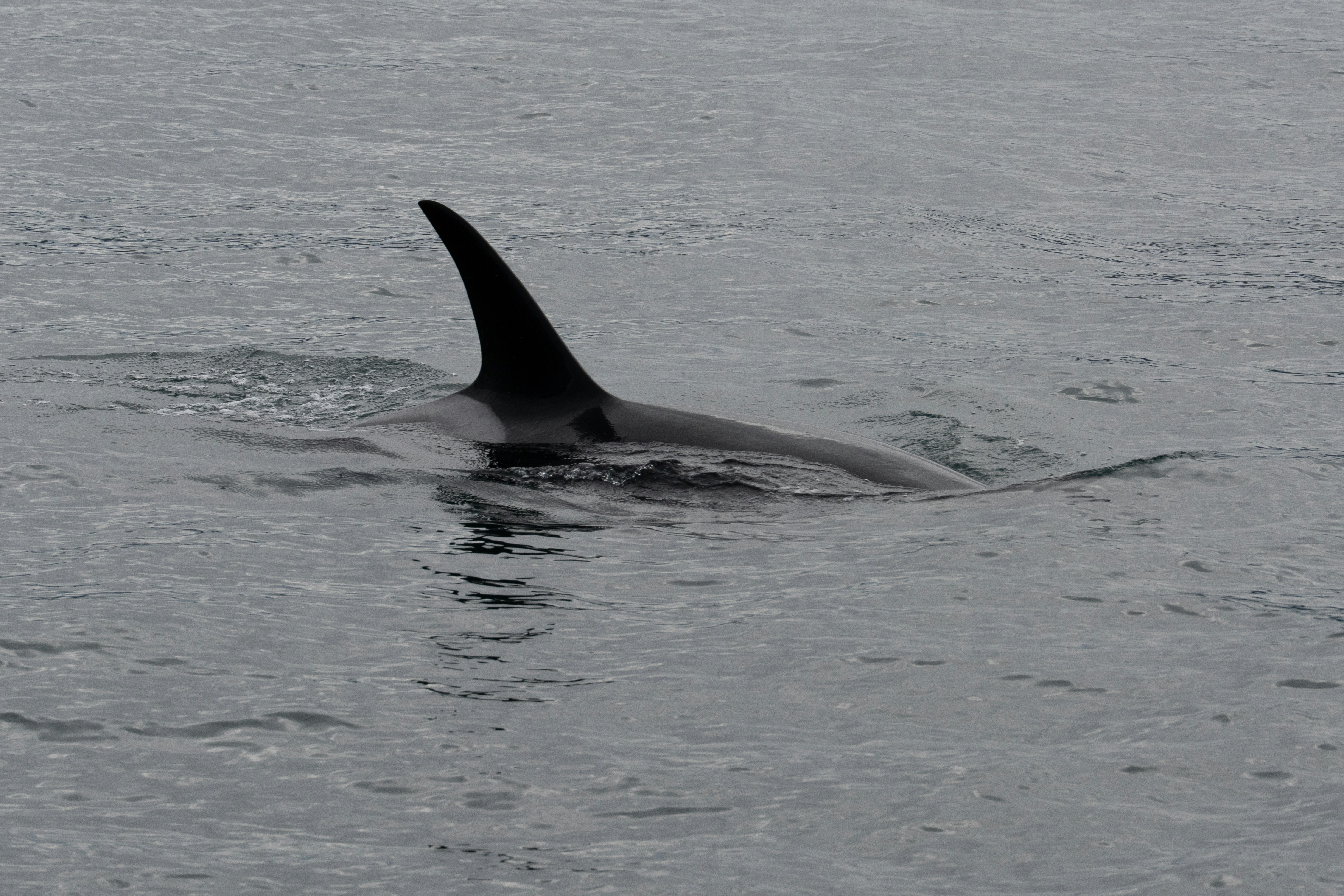 Photo by frankynevermore