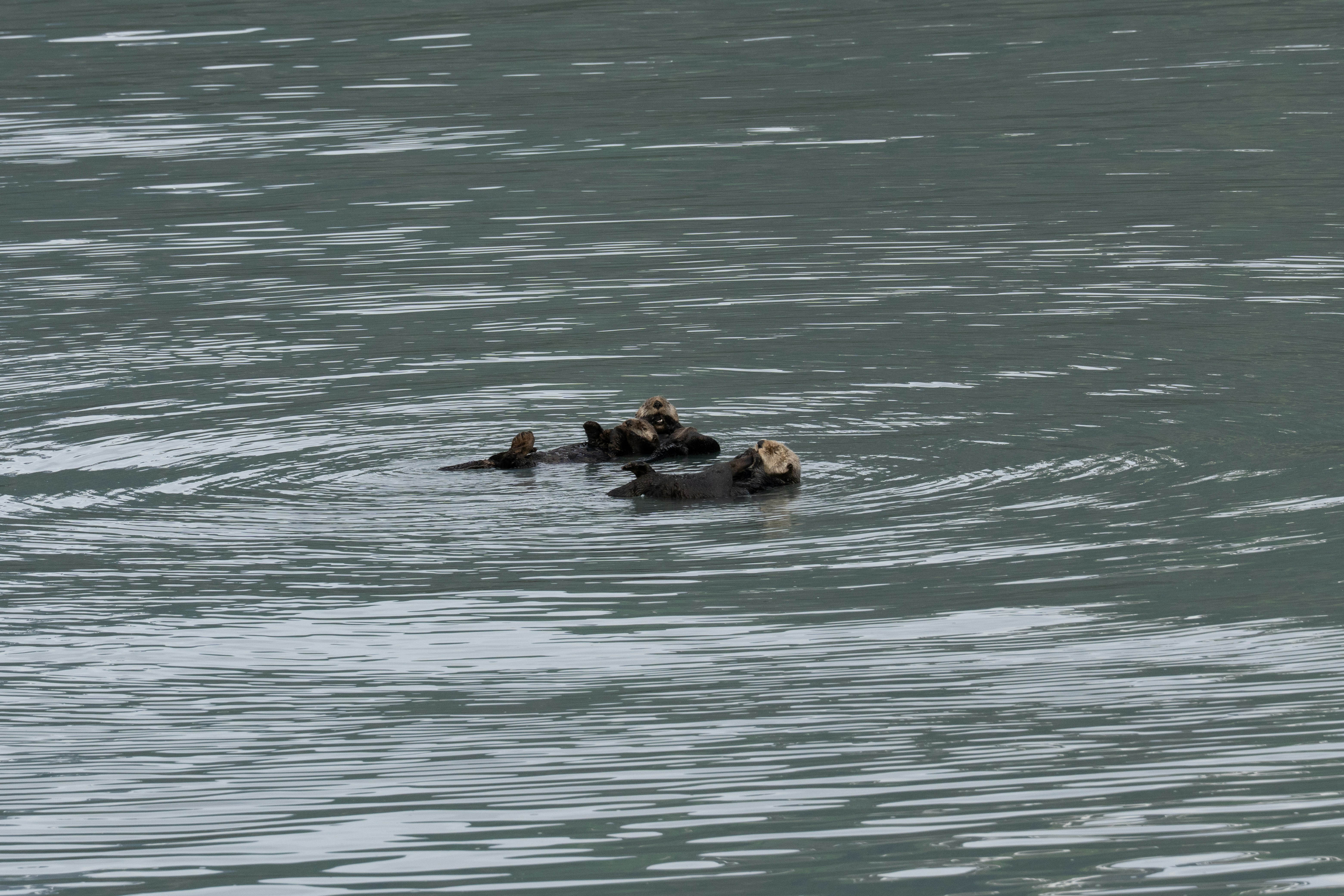 Photo by frankynevermore