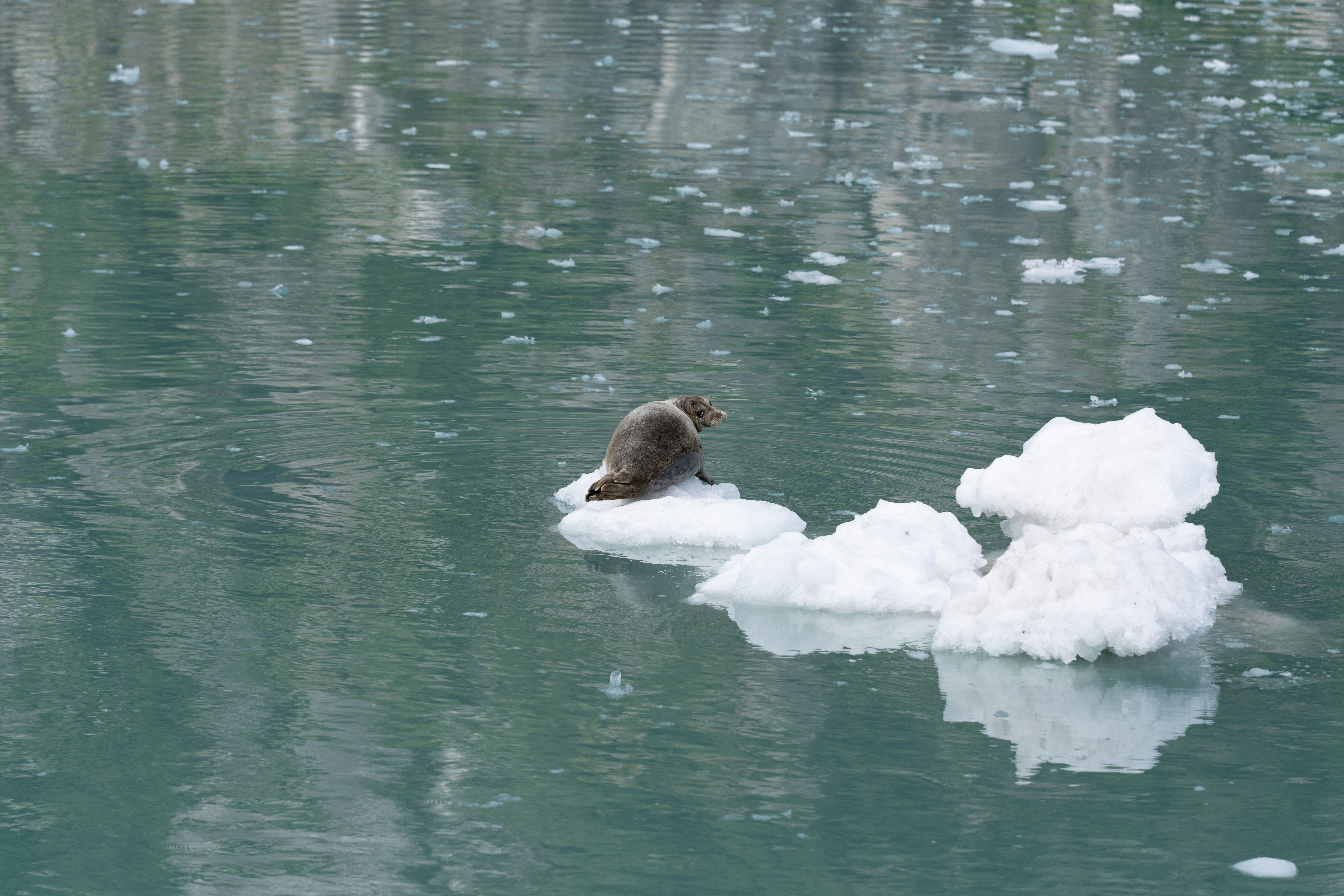 Photo by frankynevermore