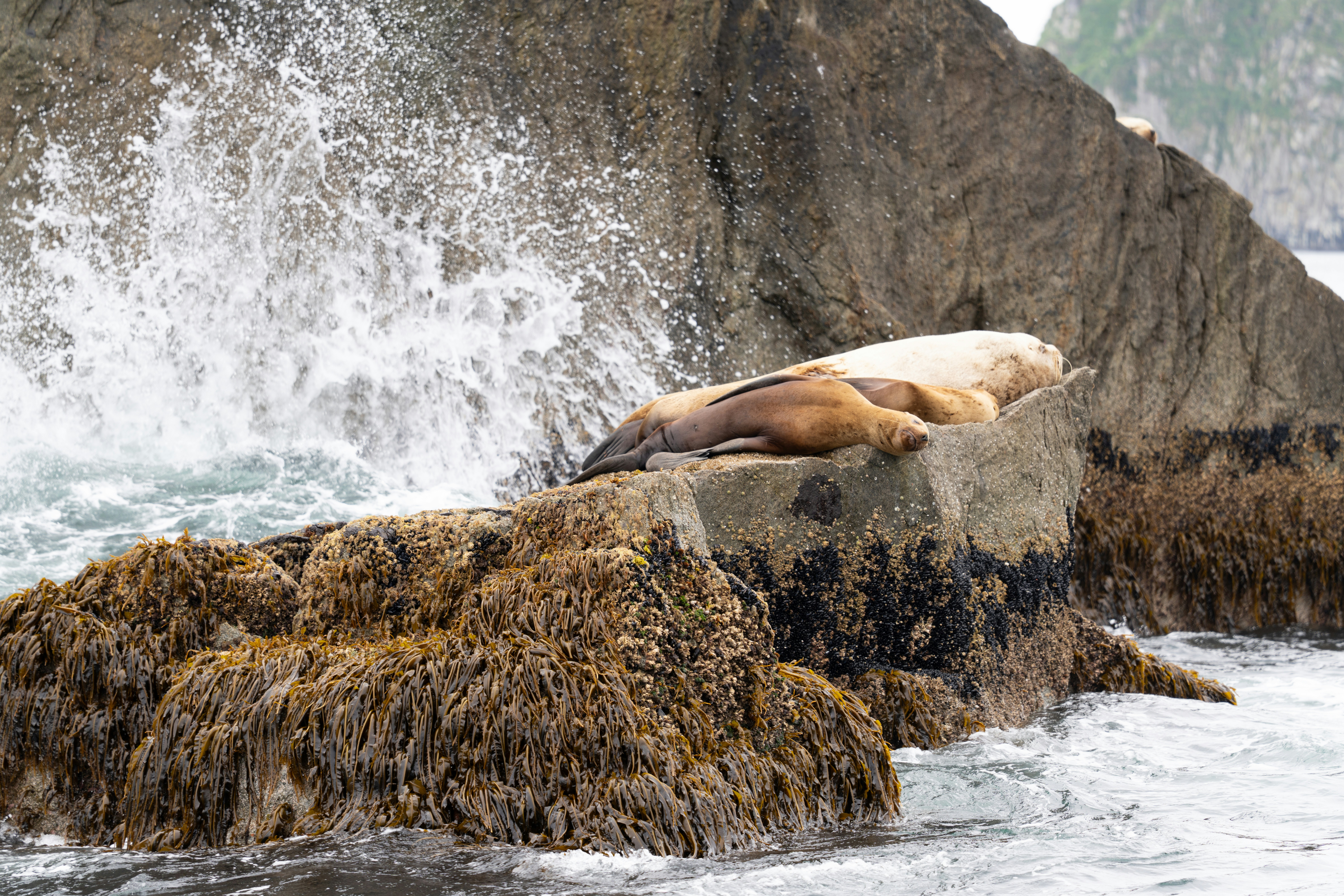 Photo by frankynevermore