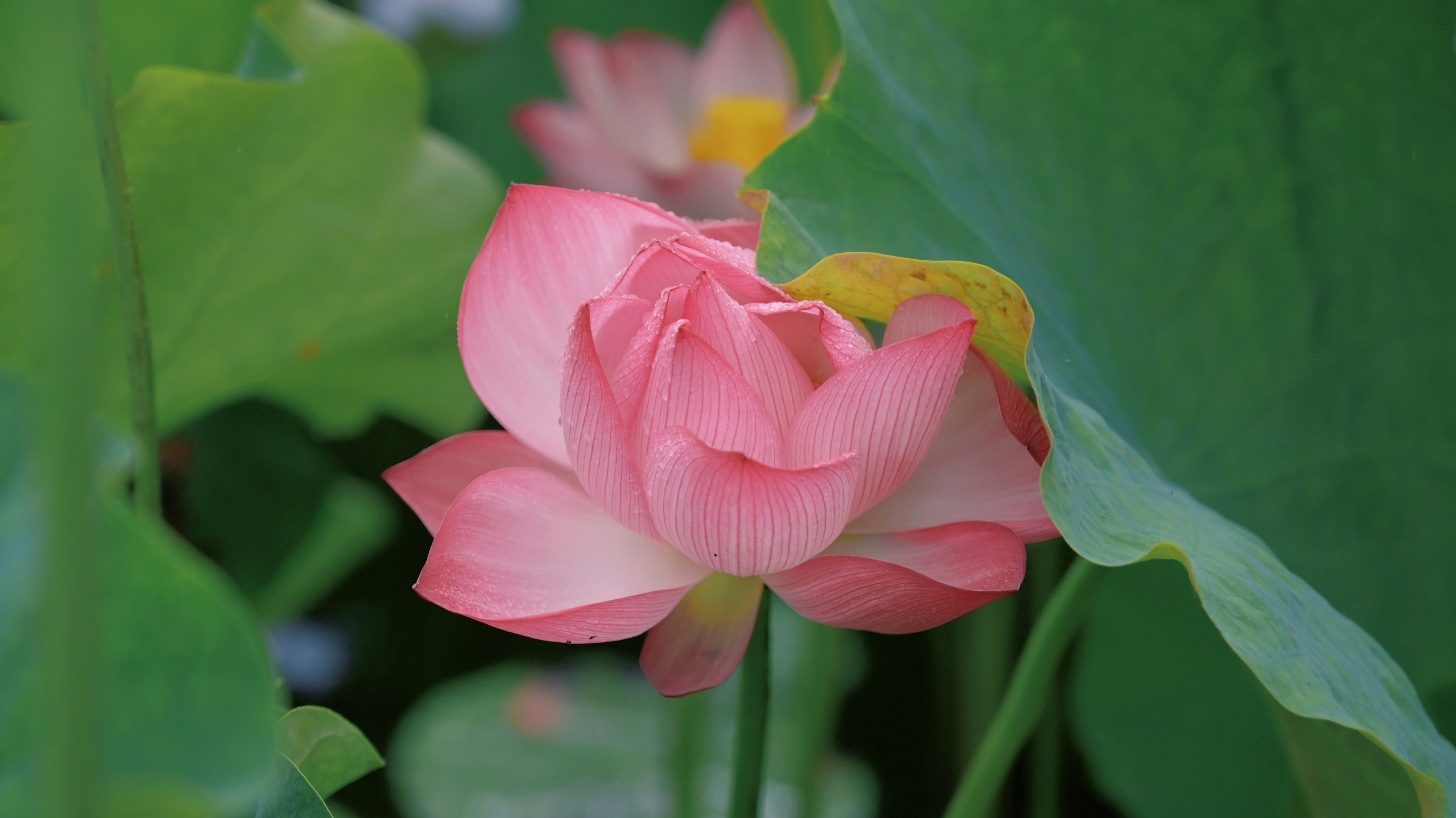 Pink lotus flower blooms amidst large green leaves.