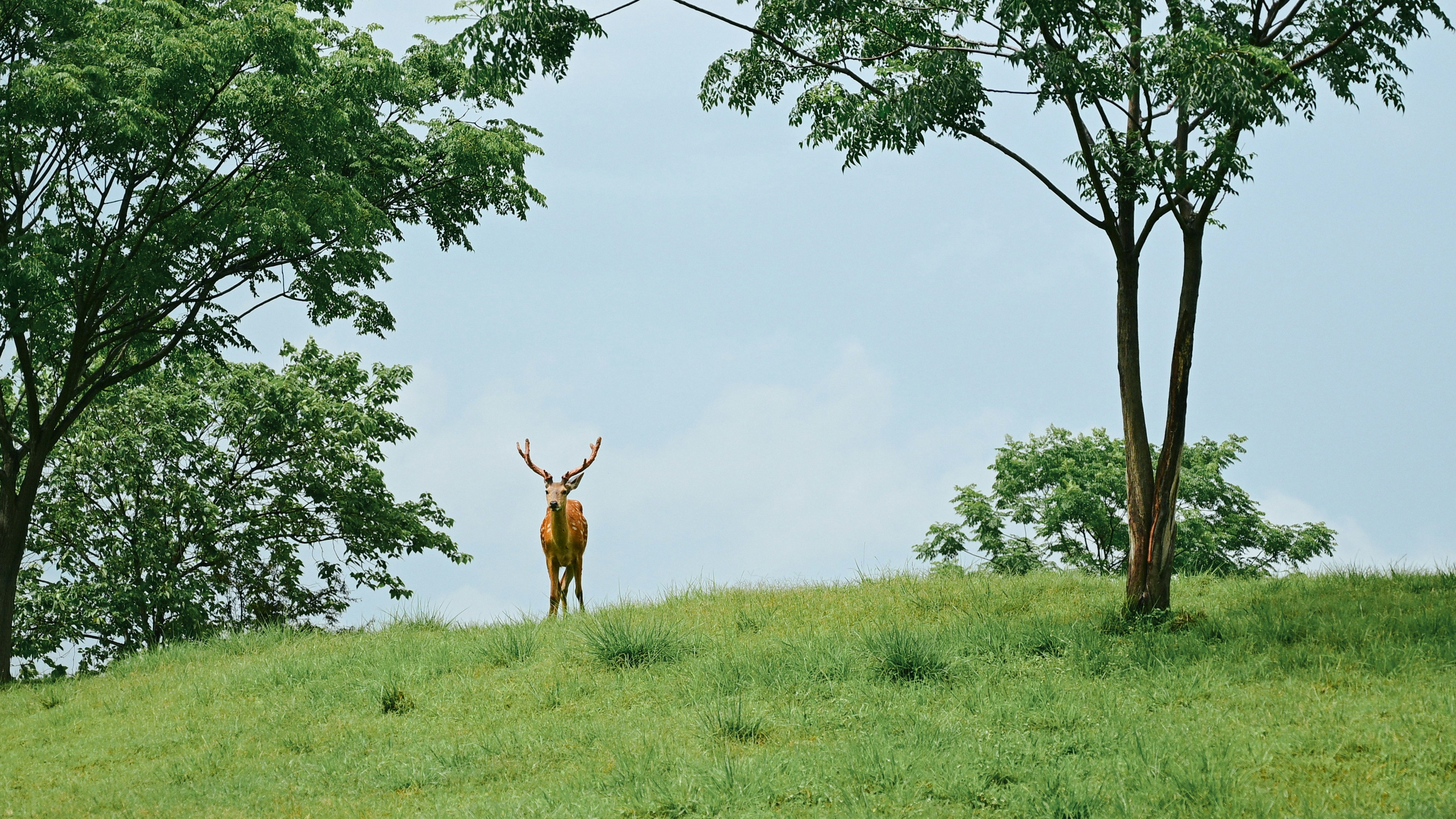 A deer stands proudly on a lush, green hill.